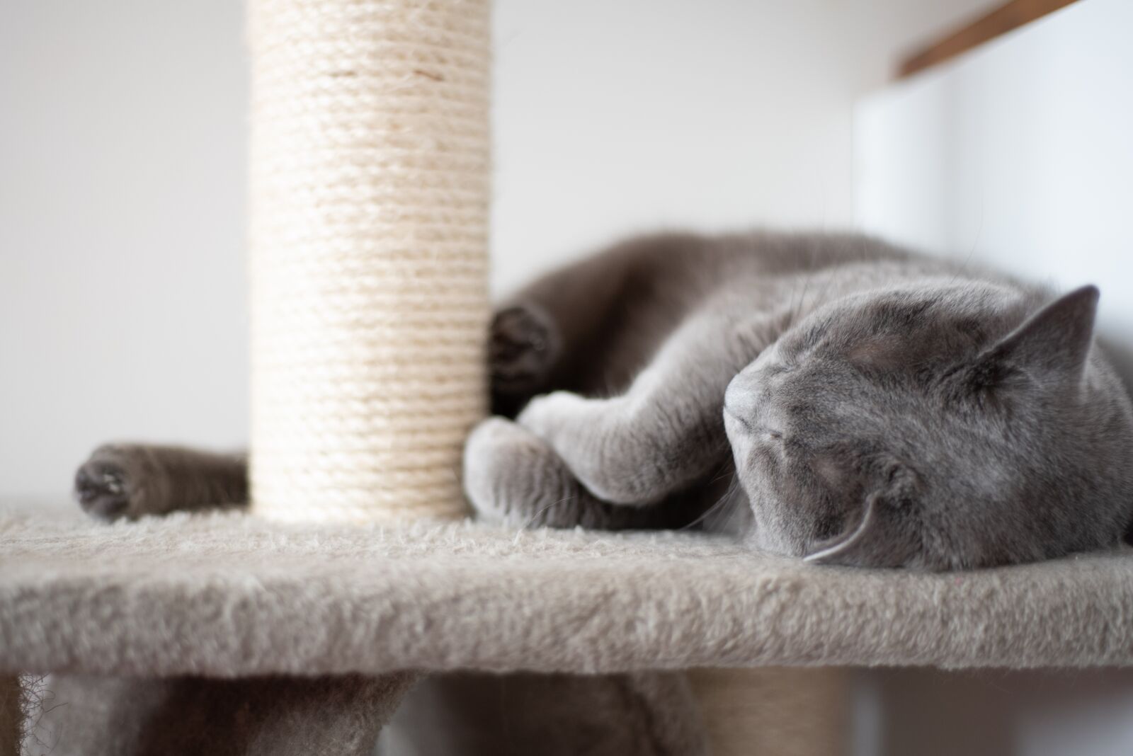 Nikon D750 sample photo. Cat, animal, pet photography