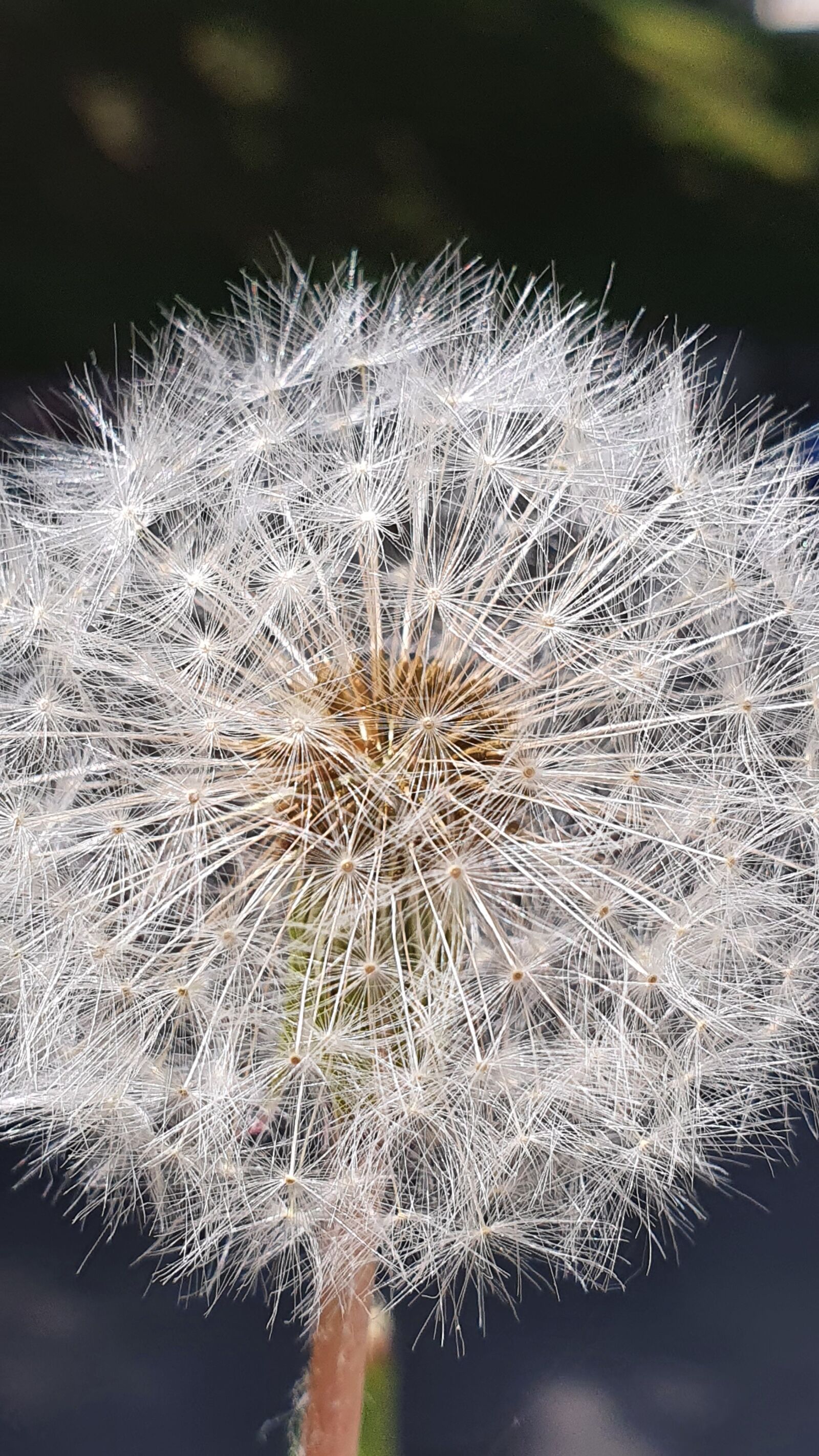 Samsung Galaxy S10+ sample photo. Dandelion, close up, plant photography