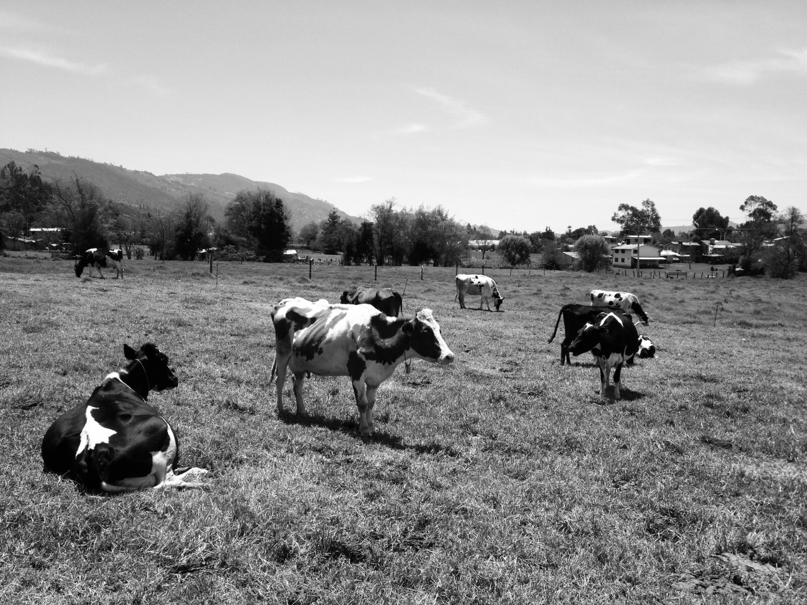 Apple iPhone 4S sample photo. Cows, portrait, rural photography