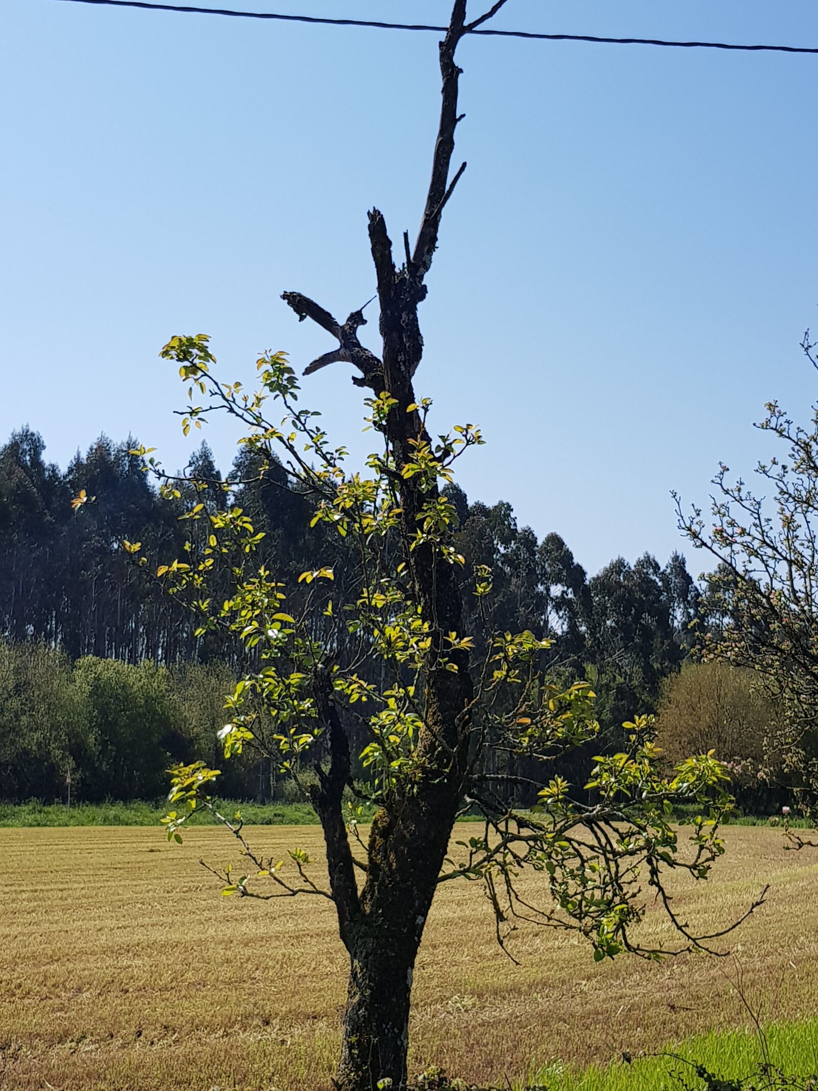 Samsung Galaxy S8 sample photo. Tree, flower, spring photography