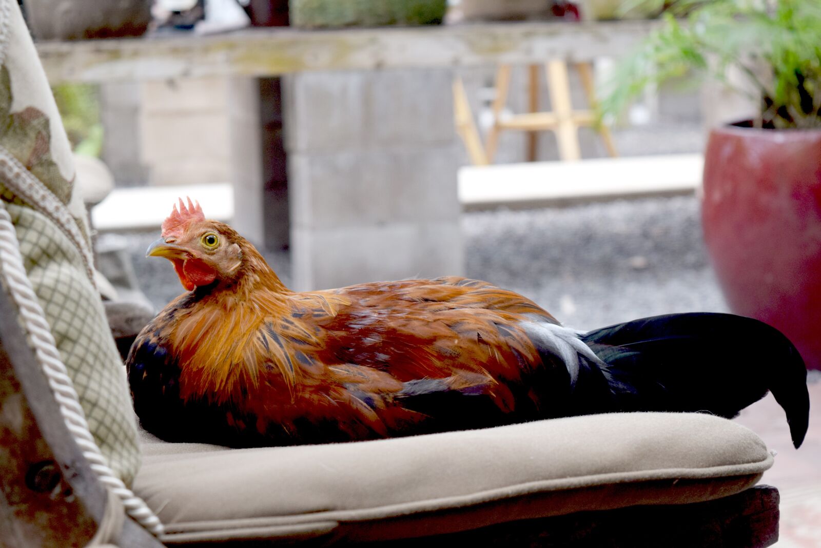 Nikon D3300 sample photo. Chicken, hen, rooster photography