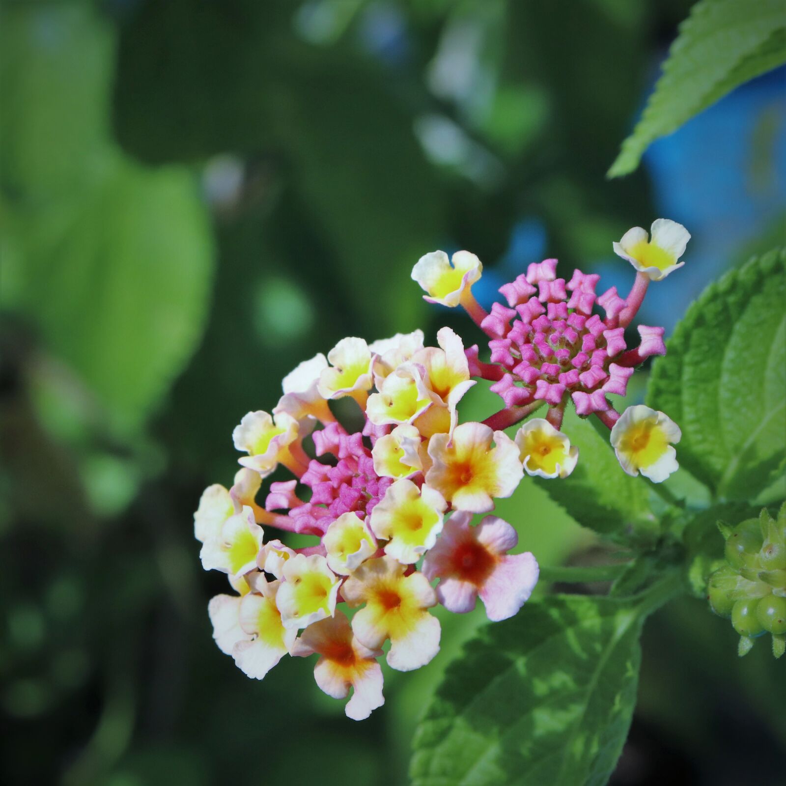 Canon EOS 800D (EOS Rebel T7i / EOS Kiss X9i) sample photo. Flower, flowers, plant photography