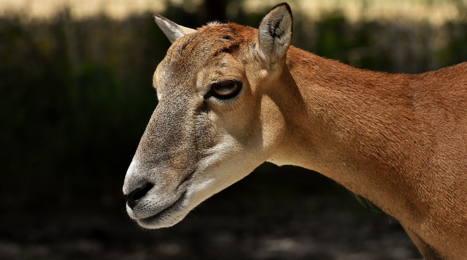 Nikon D7200 sample photo. Mouflon, wild animal, european photography