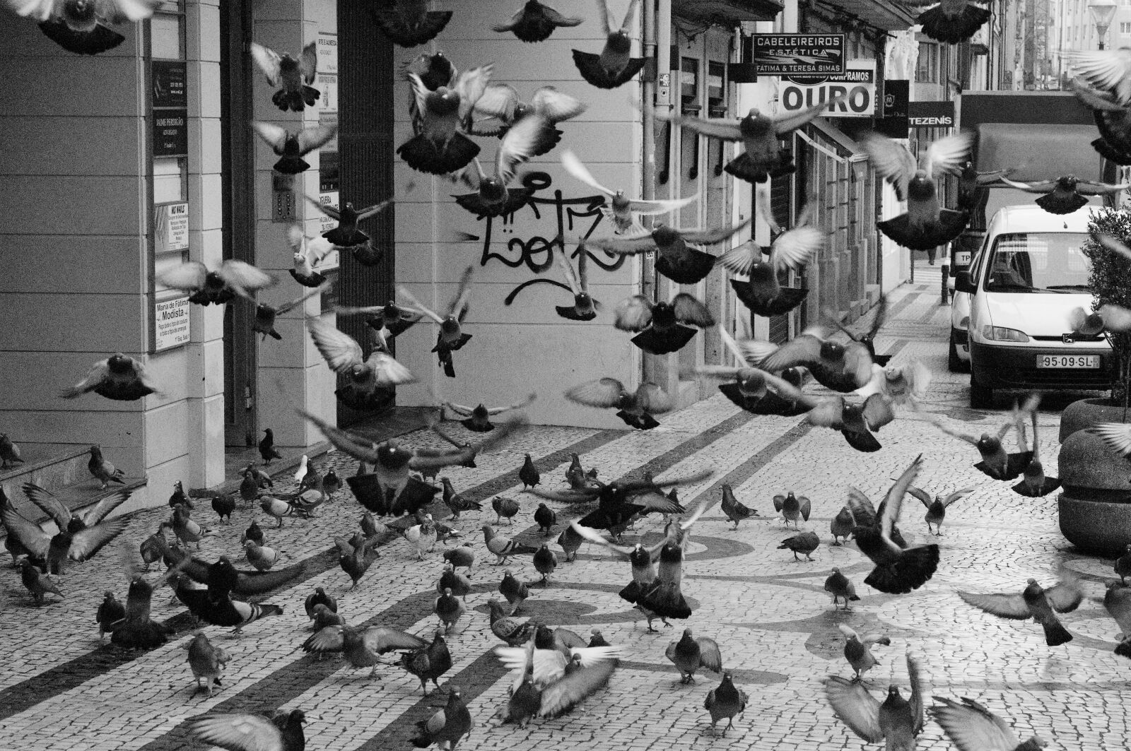 Nikon D300 sample photo. Flock of doves, dove photography