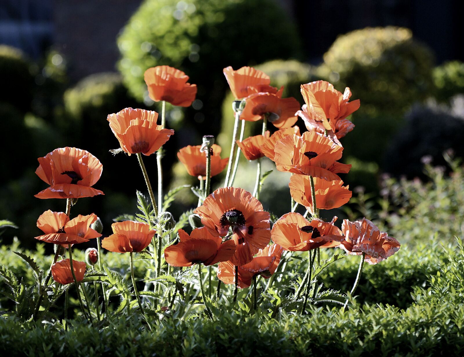 Nikon D3200 sample photo. Klatschmohn, blossom, bloom photography
