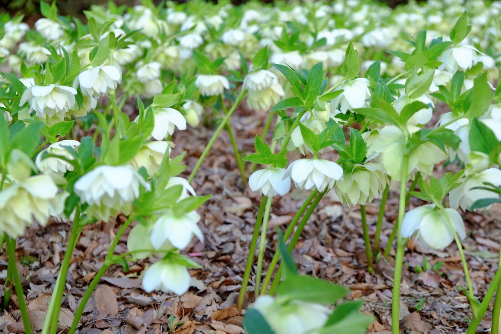 Fujifilm X-T10 sample photo. Christmas rose, elegant, white photography