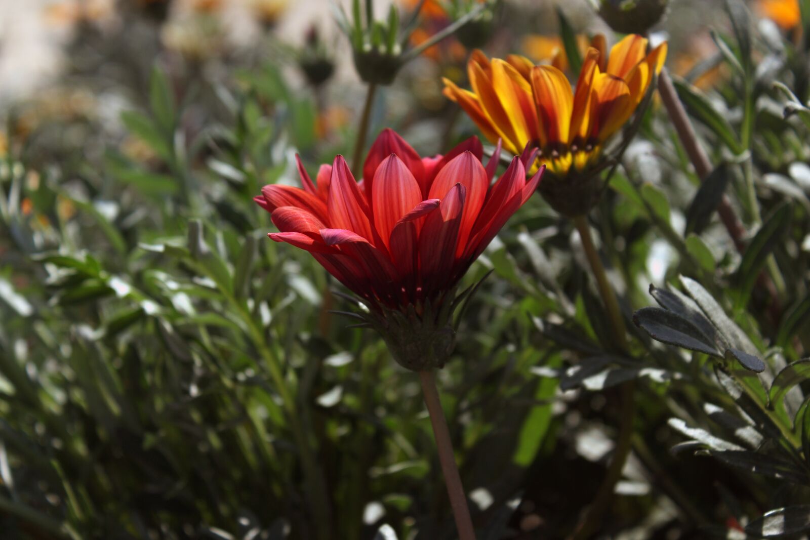 Canon EOS 700D (EOS Rebel T5i / EOS Kiss X7i) sample photo. Nature, beauty, flowers photography