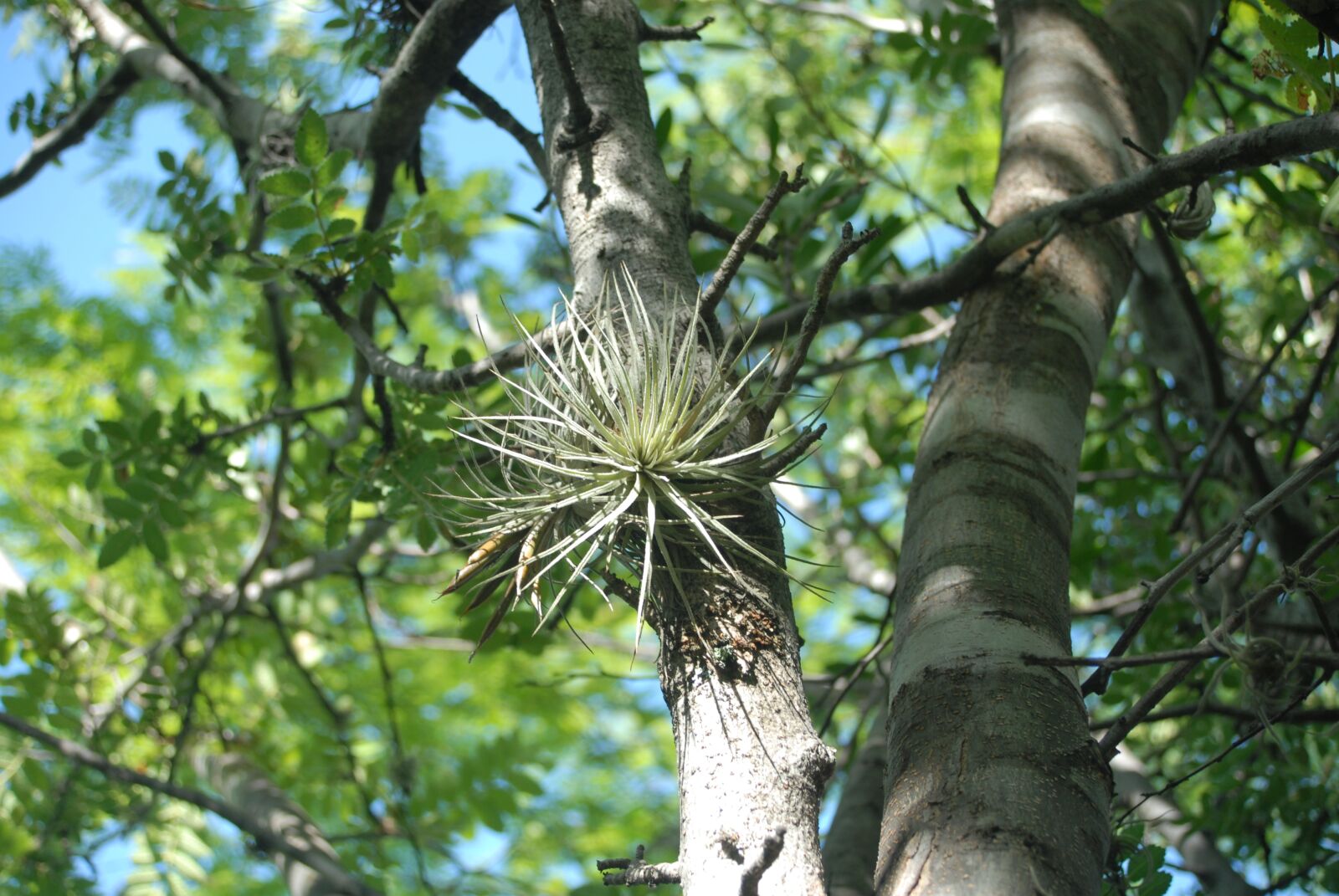 Nikon D200 sample photo. Tree, nest, branches photography