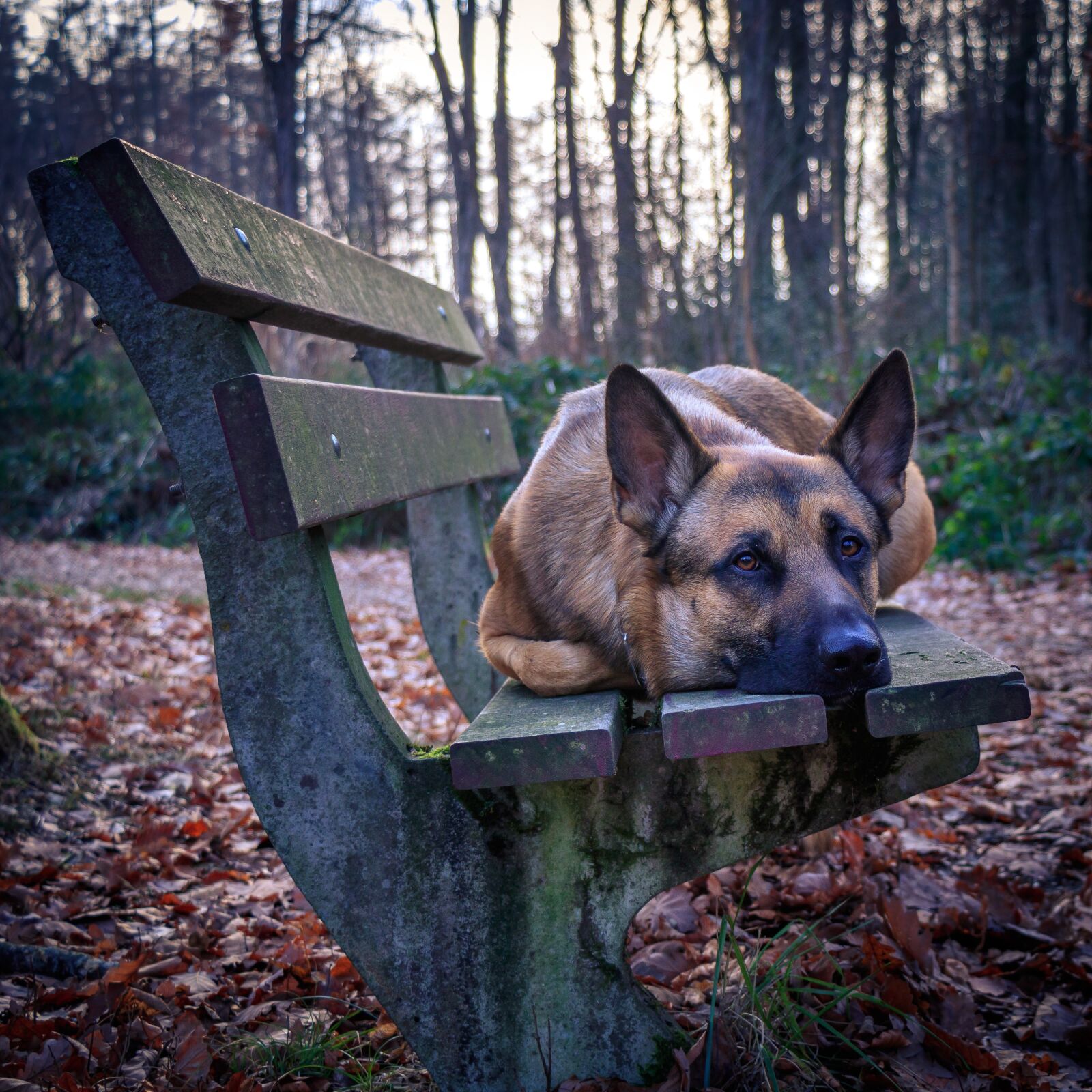 Canon EF-S 18-135mm F3.5-5.6 IS USM sample photo. Bench, hiking, dog photography