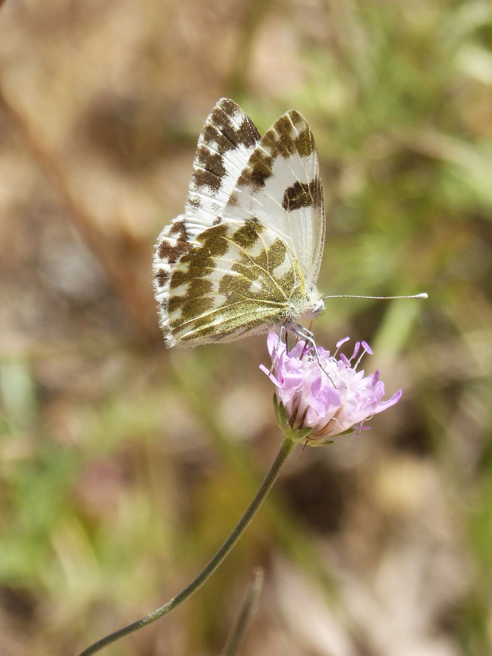Panasonic DMC-FZ62 sample photo. Butterfly, pontia daplidice, pontia photography