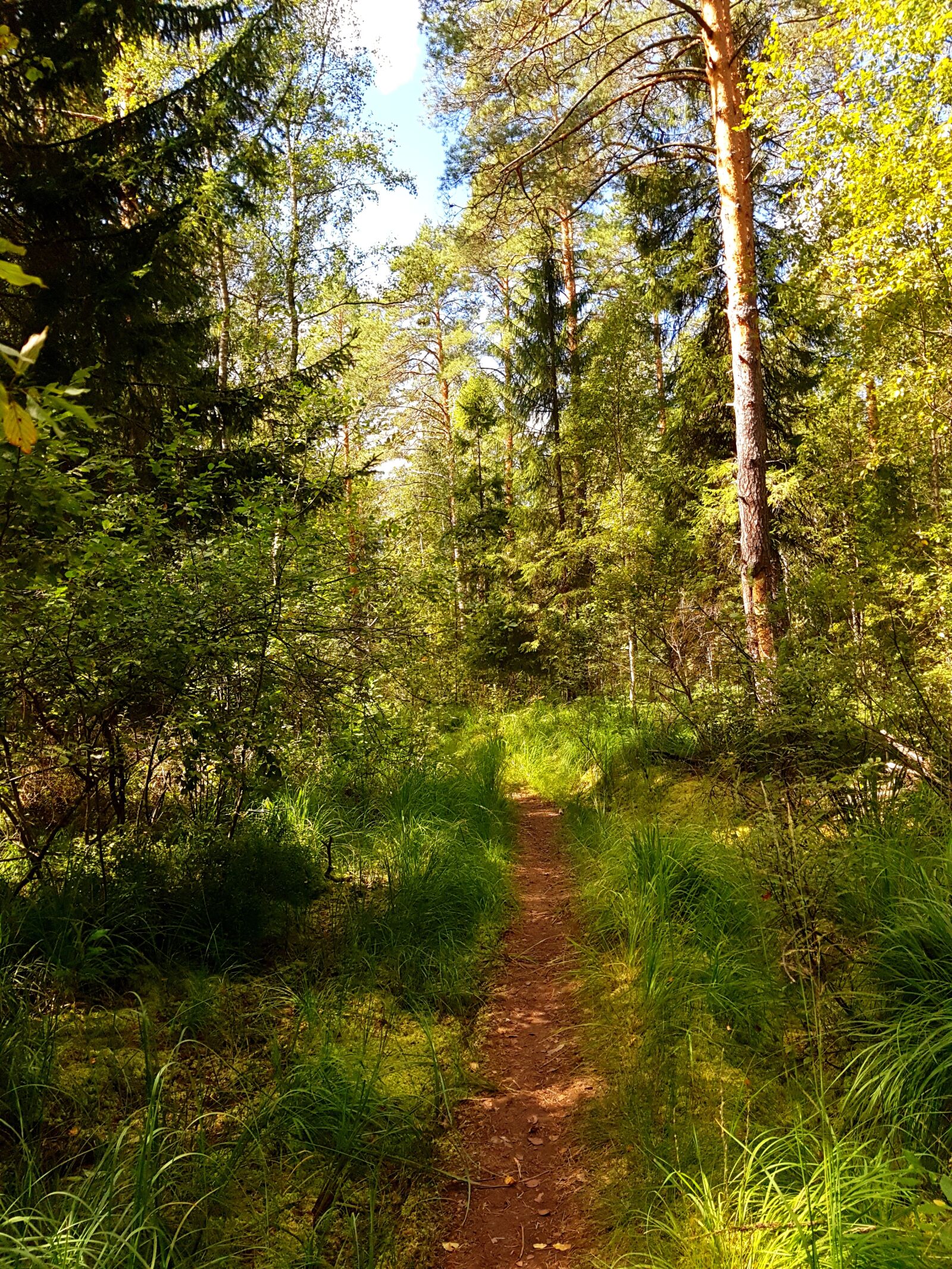 Samsung Galaxy S7 sample photo. Forest, trail, velikodvor'ye photography