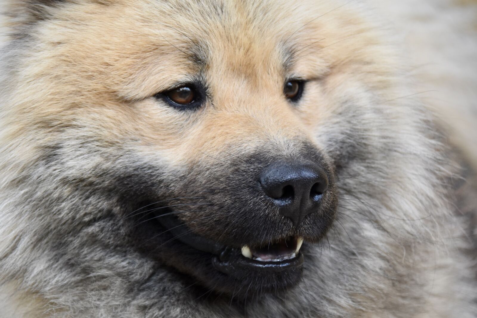 Nikon D5600 sample photo. Dog, dog portrait, dog photography