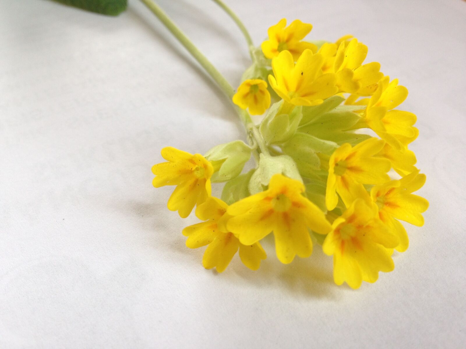 iPhone 5 back camera 4.12mm f/2.4 sample photo. Primula veris, flower, spring photography