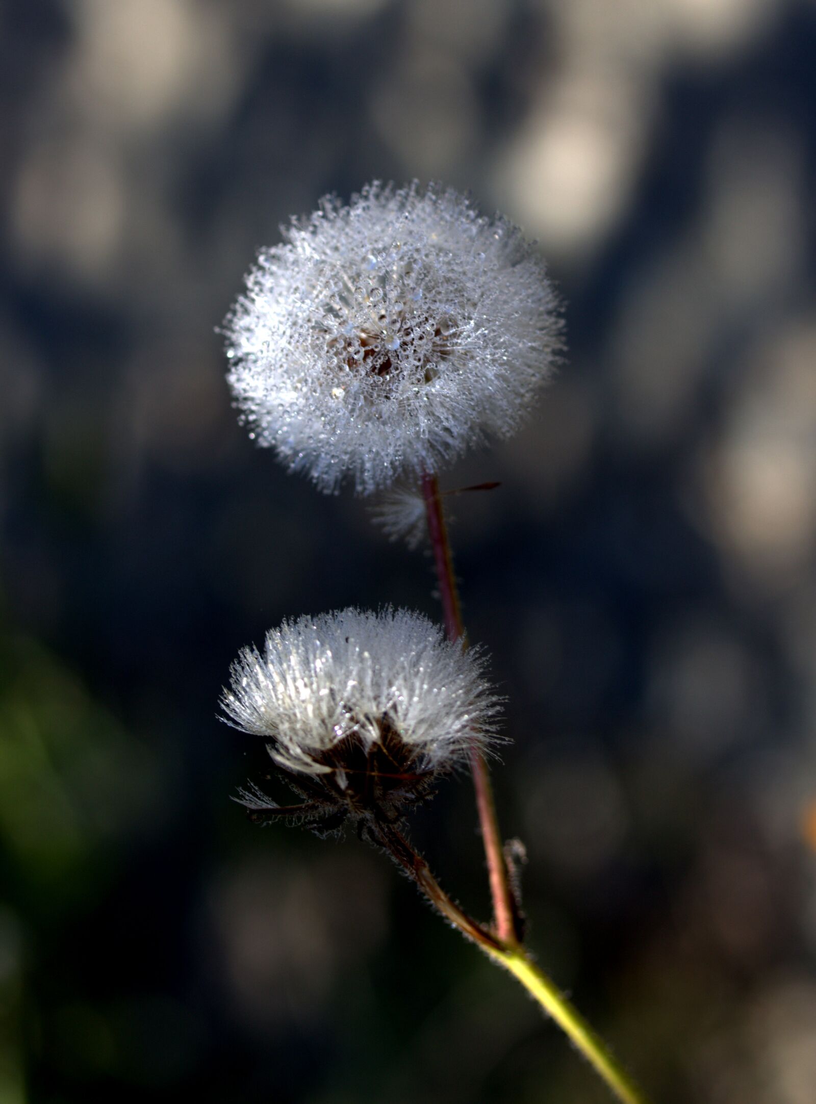 Canon EF-S 60mm F2.8 Macro USM sample photo. Dandelion, plant, drops photography