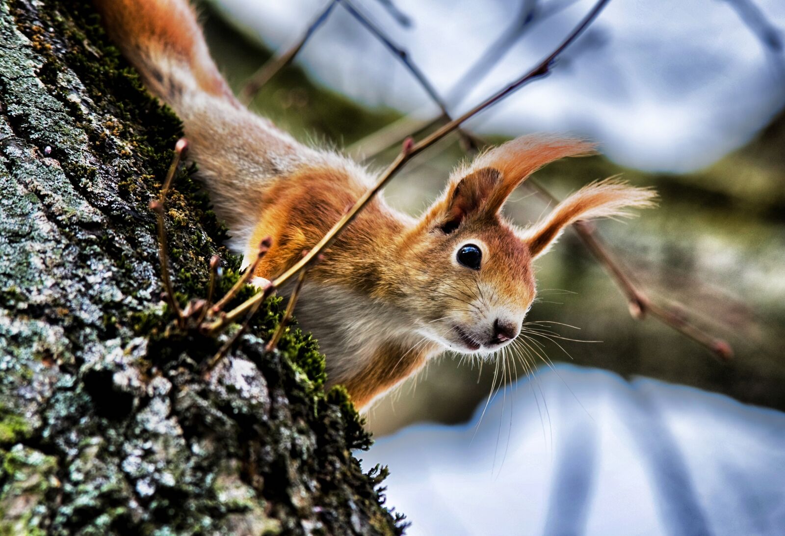 Pentax K-30 sample photo. Squirrel, spring, rodent photography
