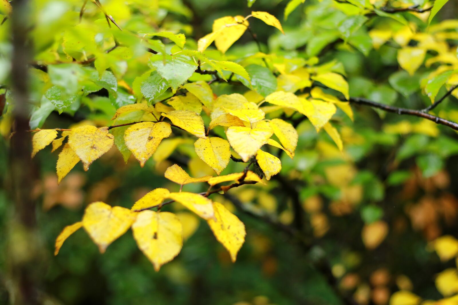 Canon EF 50mm F1.8 STM sample photo. Autumn, yellow leaves, picturesque photography