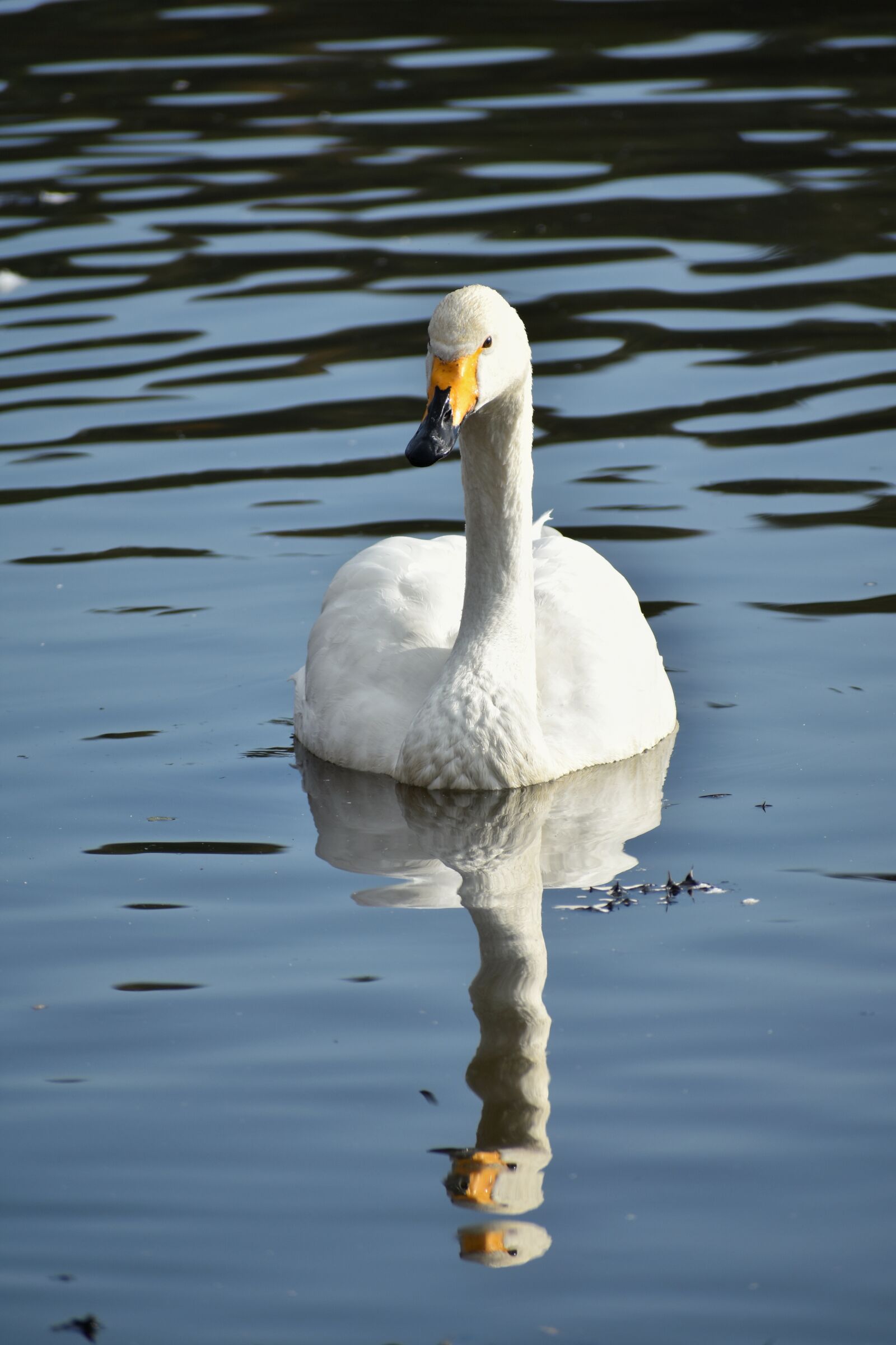 Nikon D7200 sample photo. Animal, lake, waterside photography
