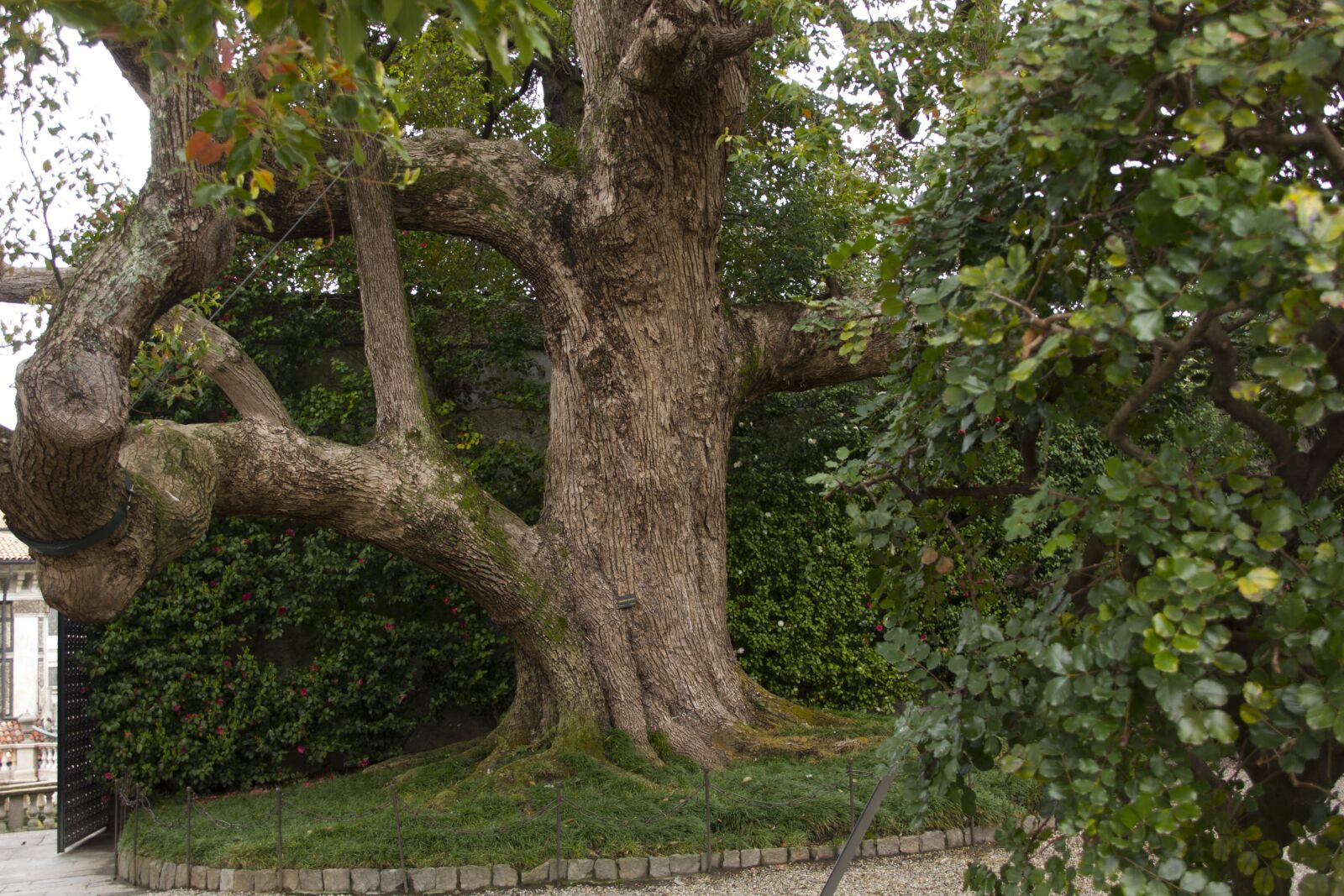 Canon EOS 60D sample photo. Tree, garden, nature photography