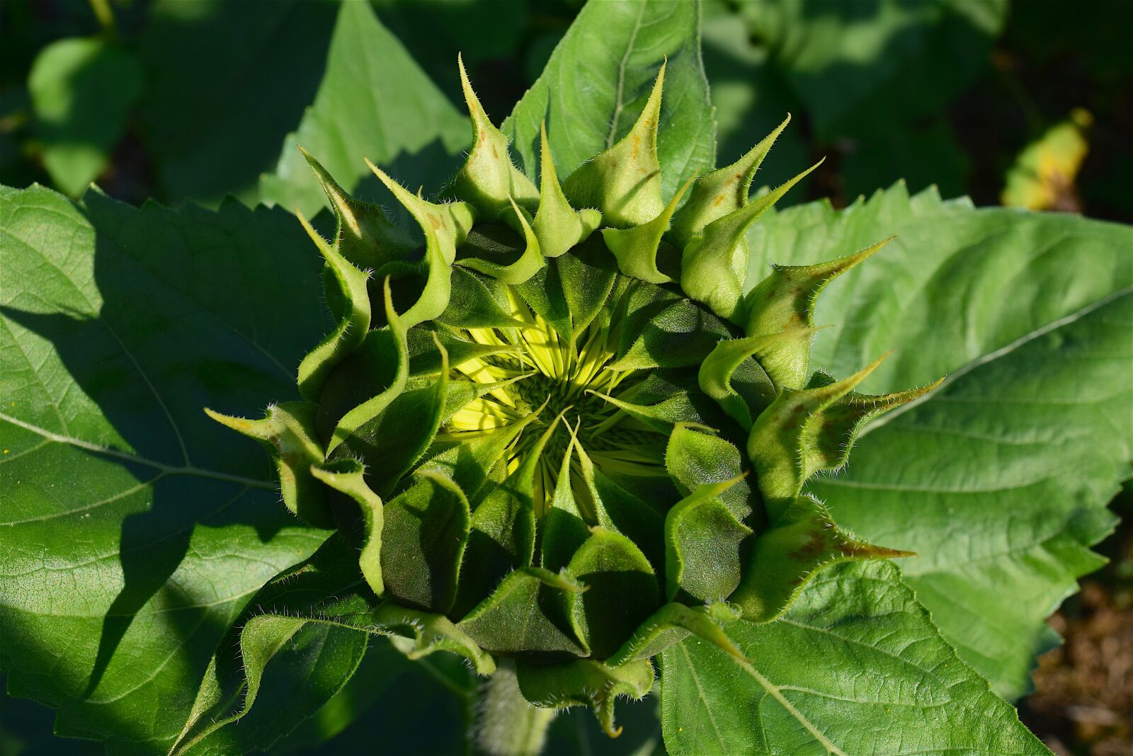Nikon D3300 sample photo. Sunflower, budding, nature photography