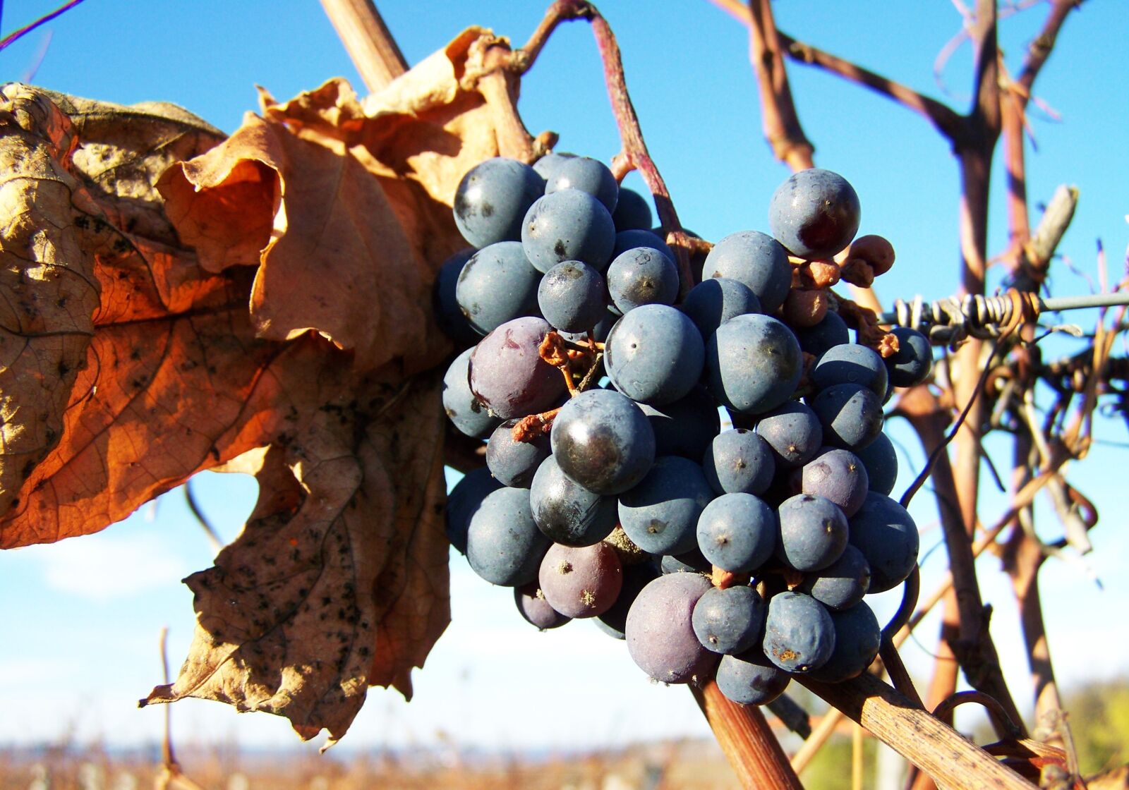 Kodak EASYSHARE ZD710 ZOOM DIGITAL CAMERA sample photo. Grape, blue, ripe fruit photography
