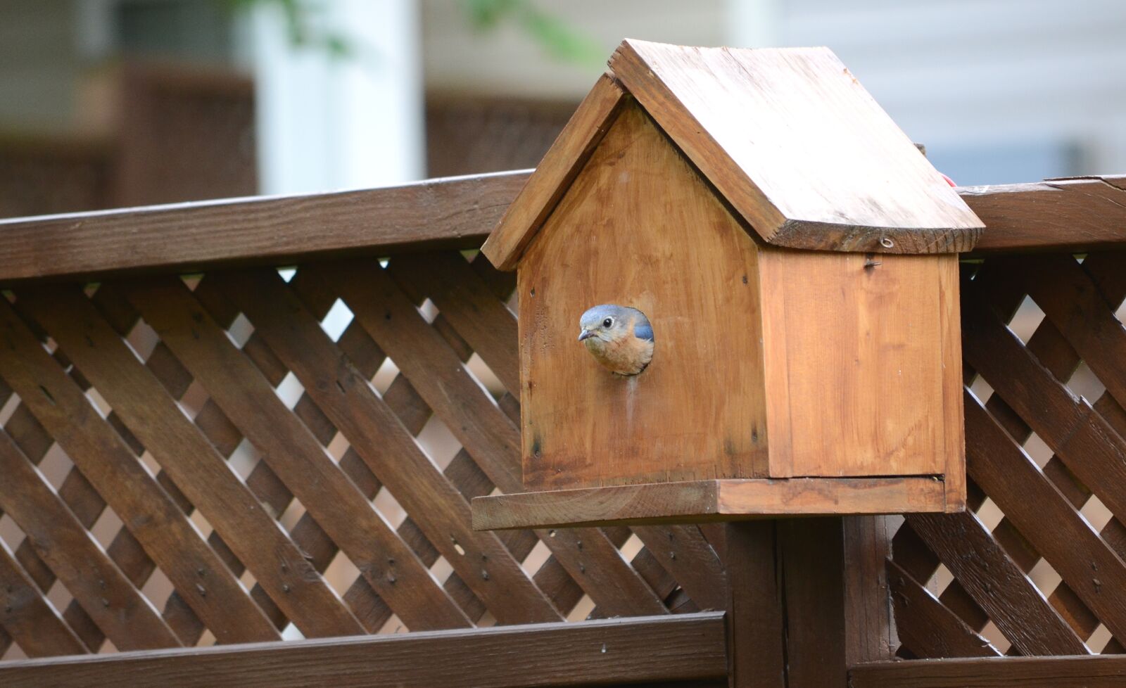 Nikon D3100 sample photo. Bird, eastern bluebird, female photography