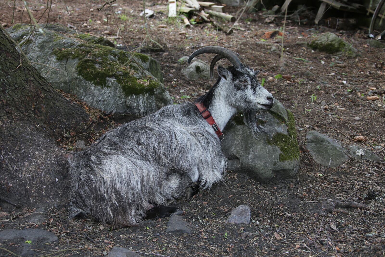 Canon EOS 6D + Canon EF 28-300mm F3.5-5.6L IS USM sample photo. Goat, culture, the horns photography