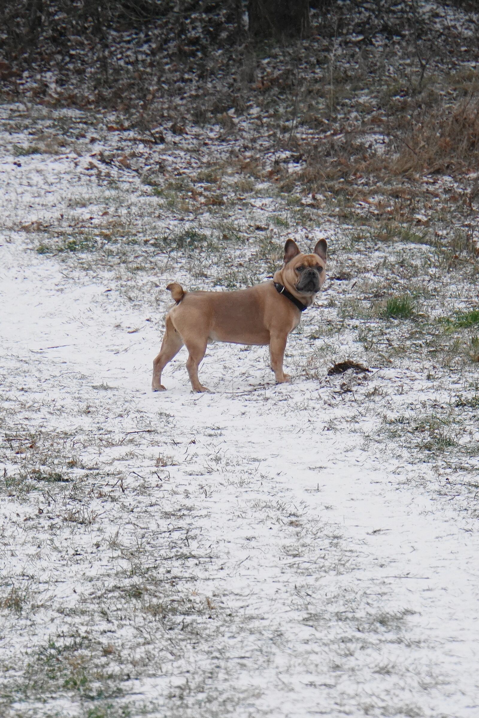 Sony a6000 sample photo. Dog, snow, purebred dog photography