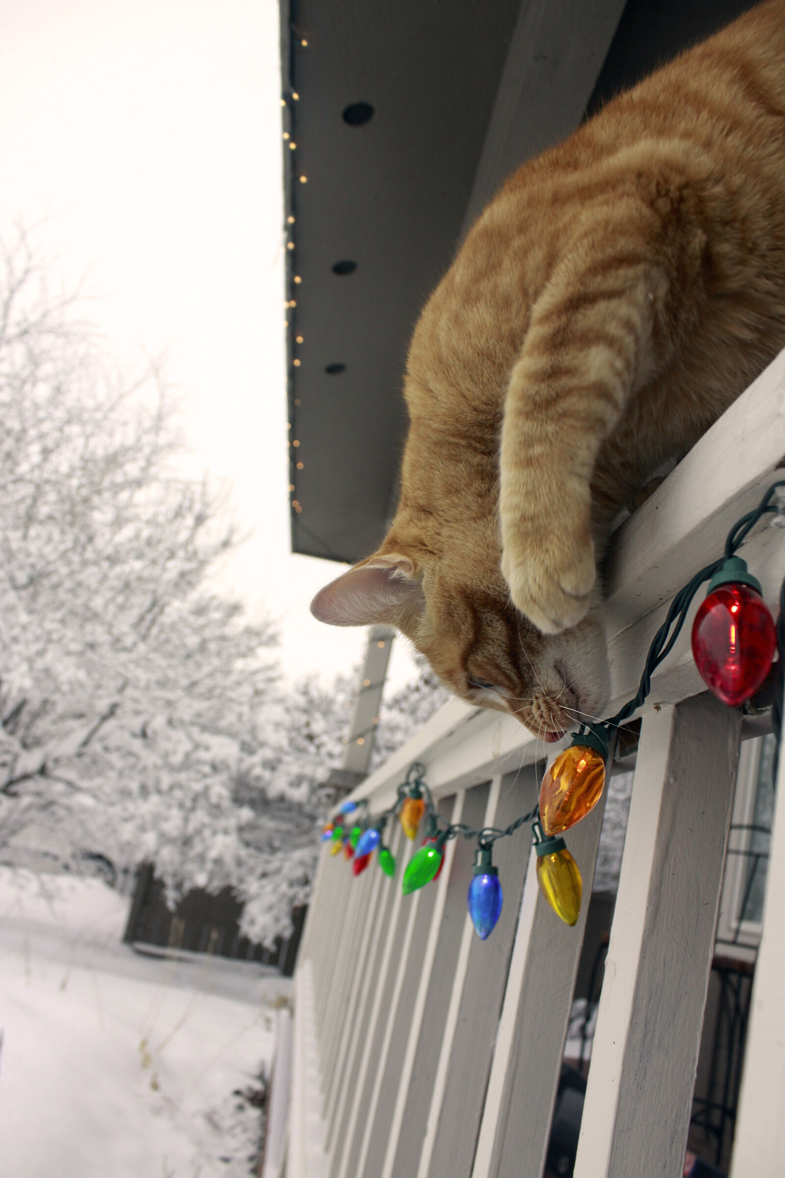 Canon EOS 50D sample photo. Cat, cats, christmas, holiday photography