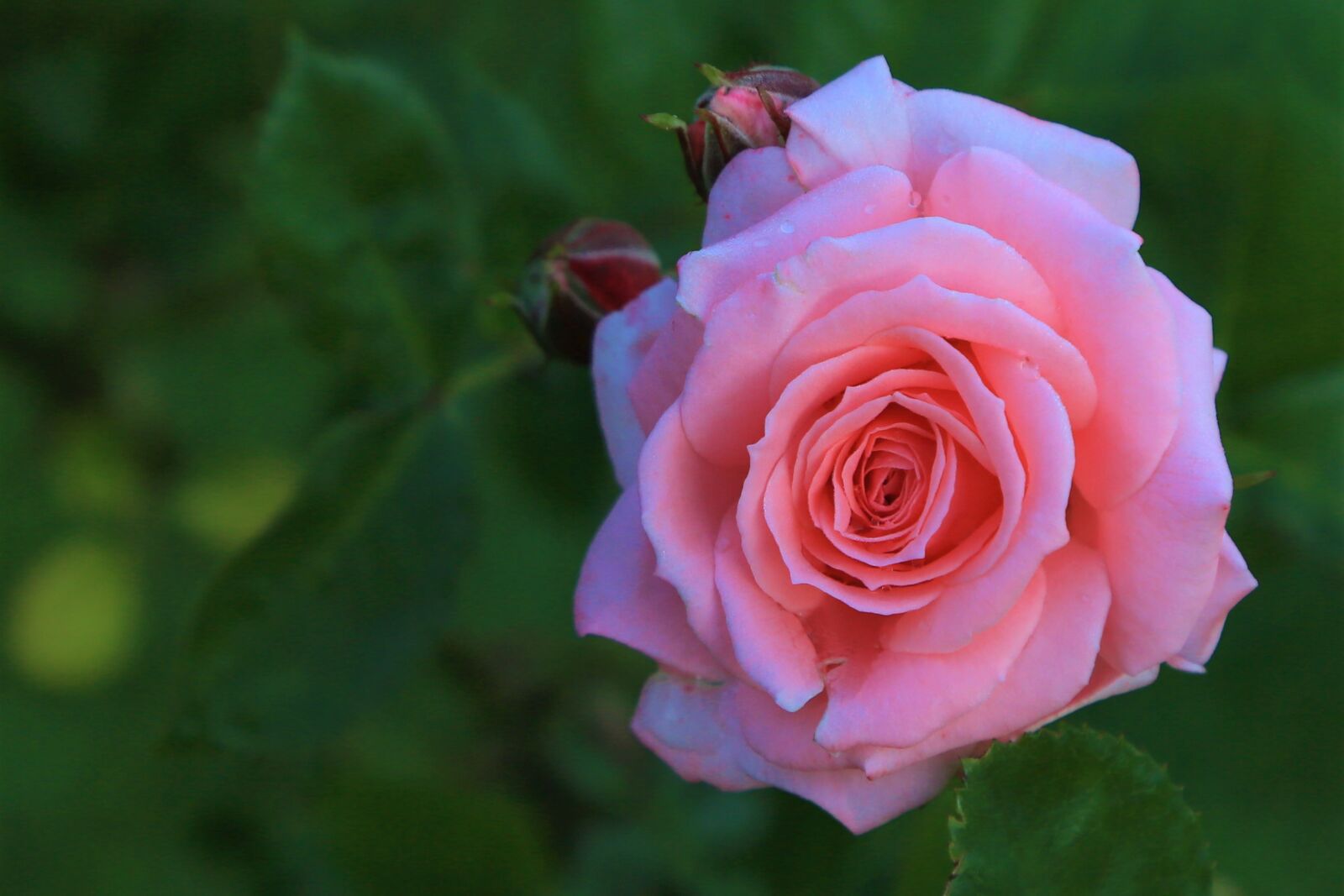 Canon EF 24-105mm F4L IS USM sample photo. Rose, red, spring photography