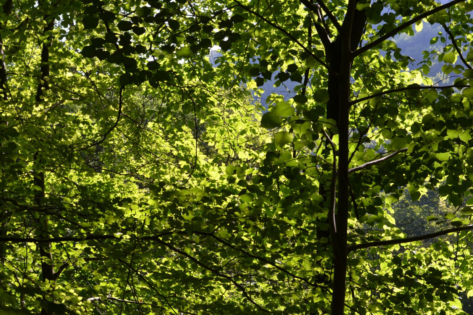 Nikon D3100 sample photo. Forest, leaves, green photography