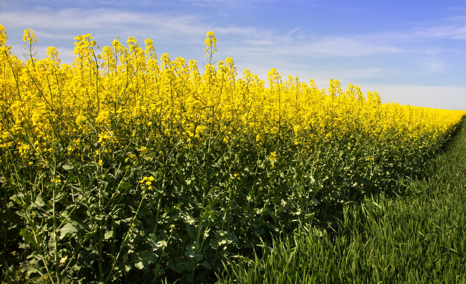 Canon EOS 7D sample photo. Oilseed rape, field, yellow photography