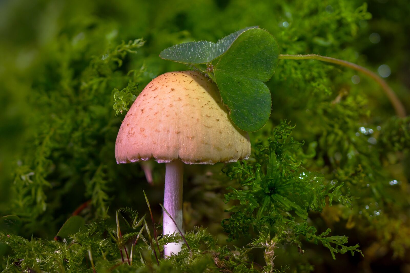 Canon EOS 7D sample photo. Mushroom, mini mushroom, sponge photography