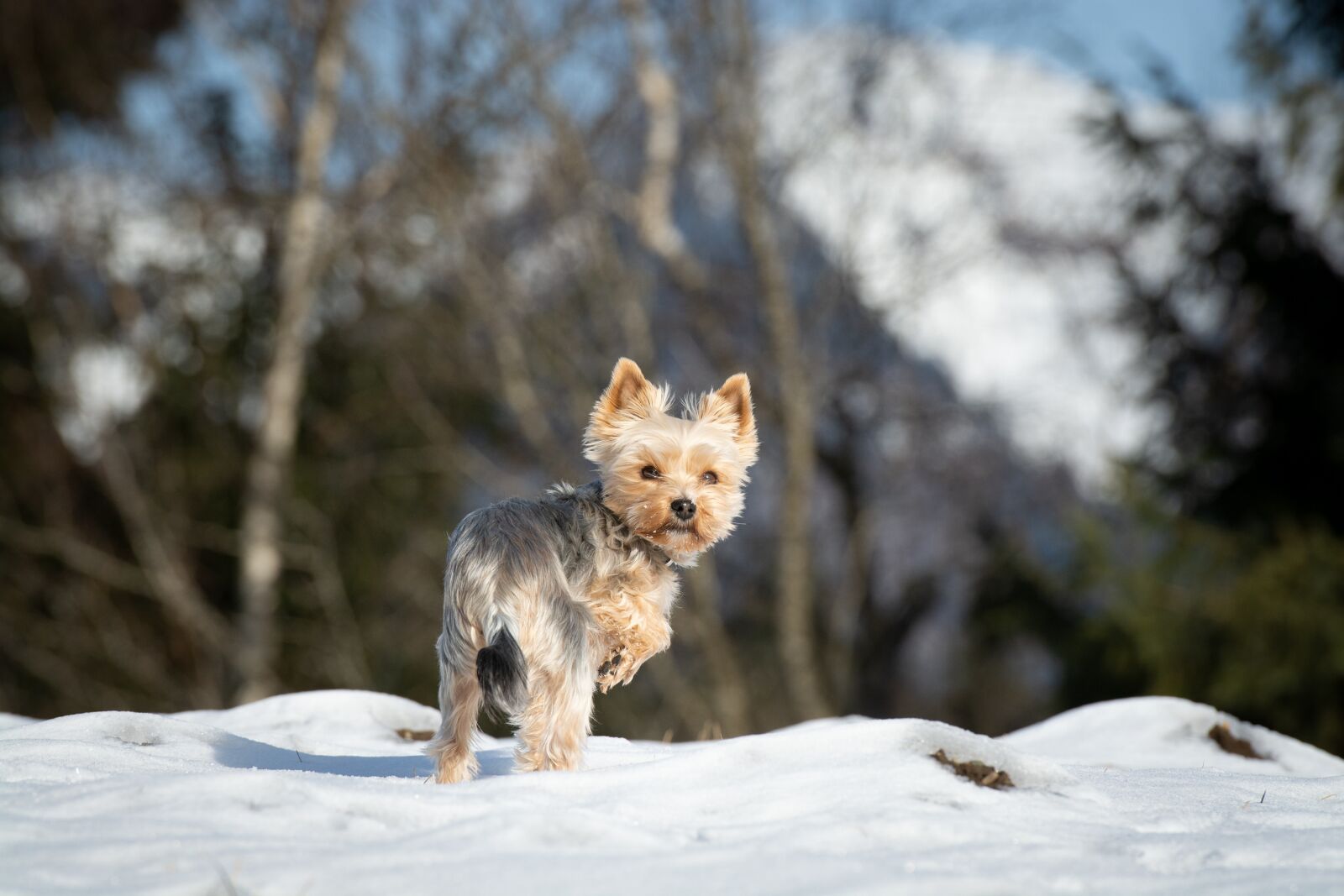 Nikon D7100 sample photo. Dog, yorkie, yorkshire terrier photography