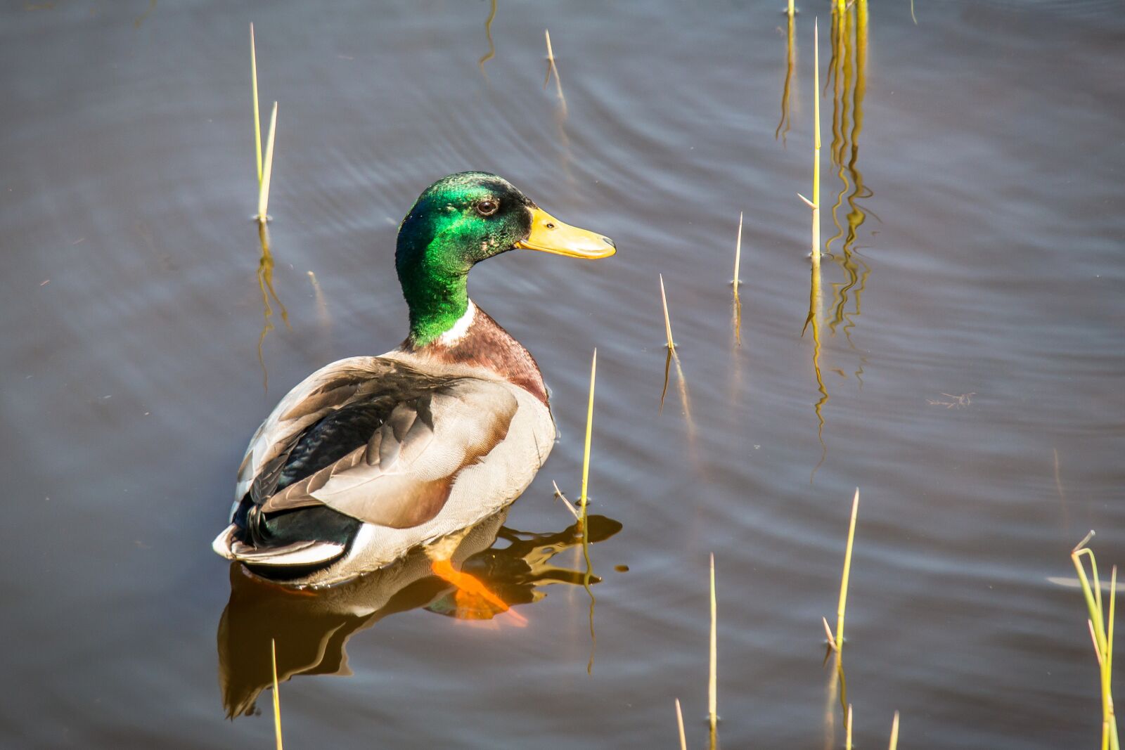 Samsung NX300M sample photo. Duck, mallard, swim photography