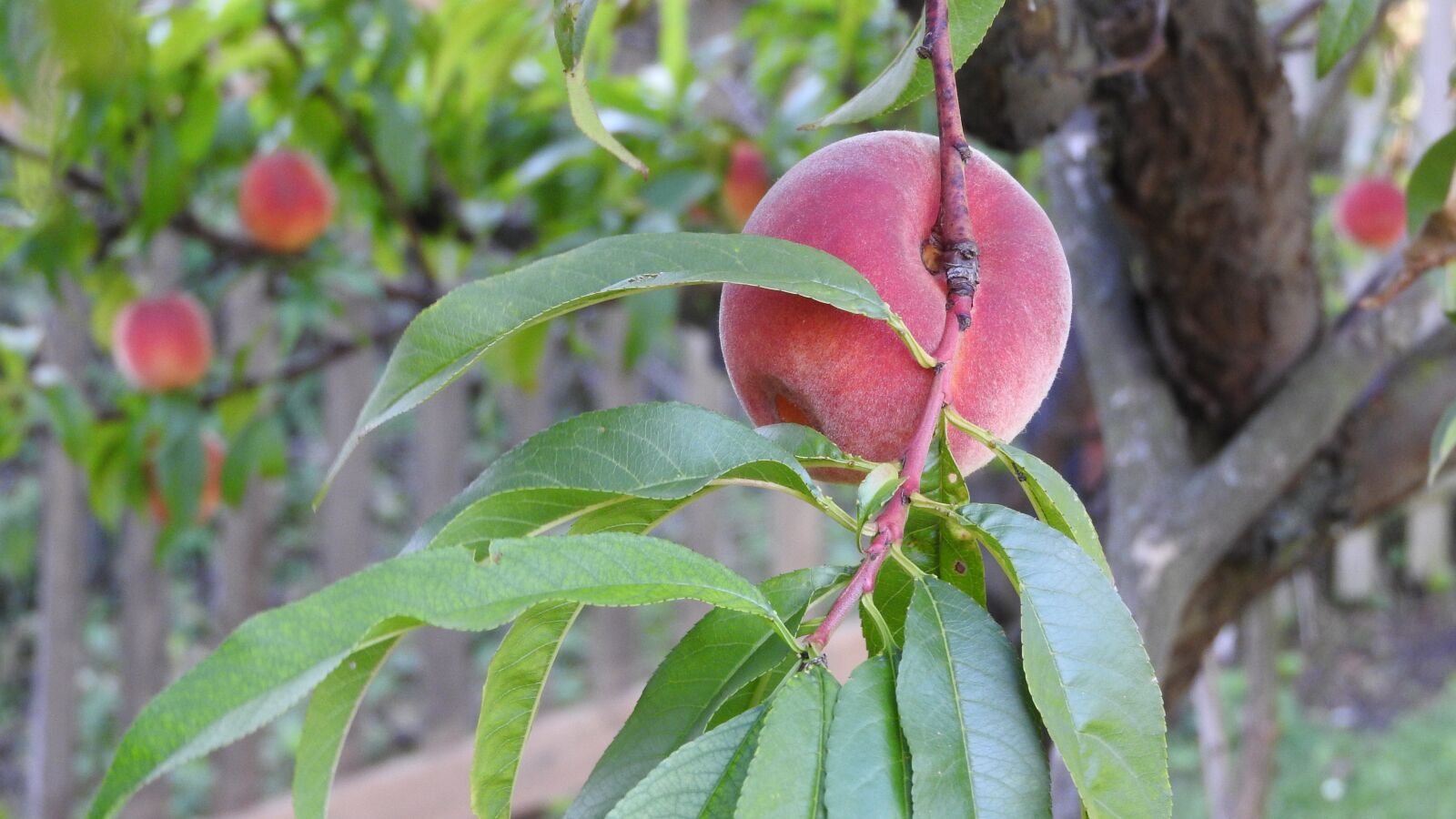 Nikon Coolpix P610 sample photo. Peach, the peach tree photography