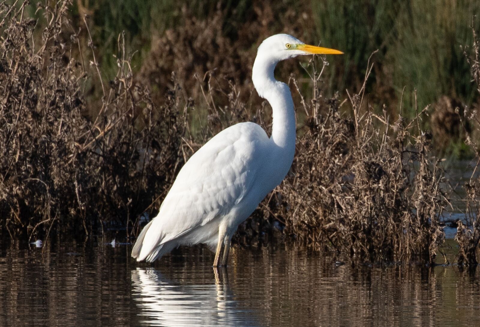 Canon EOS 7D Mark II sample photo. Great white egret, wading photography