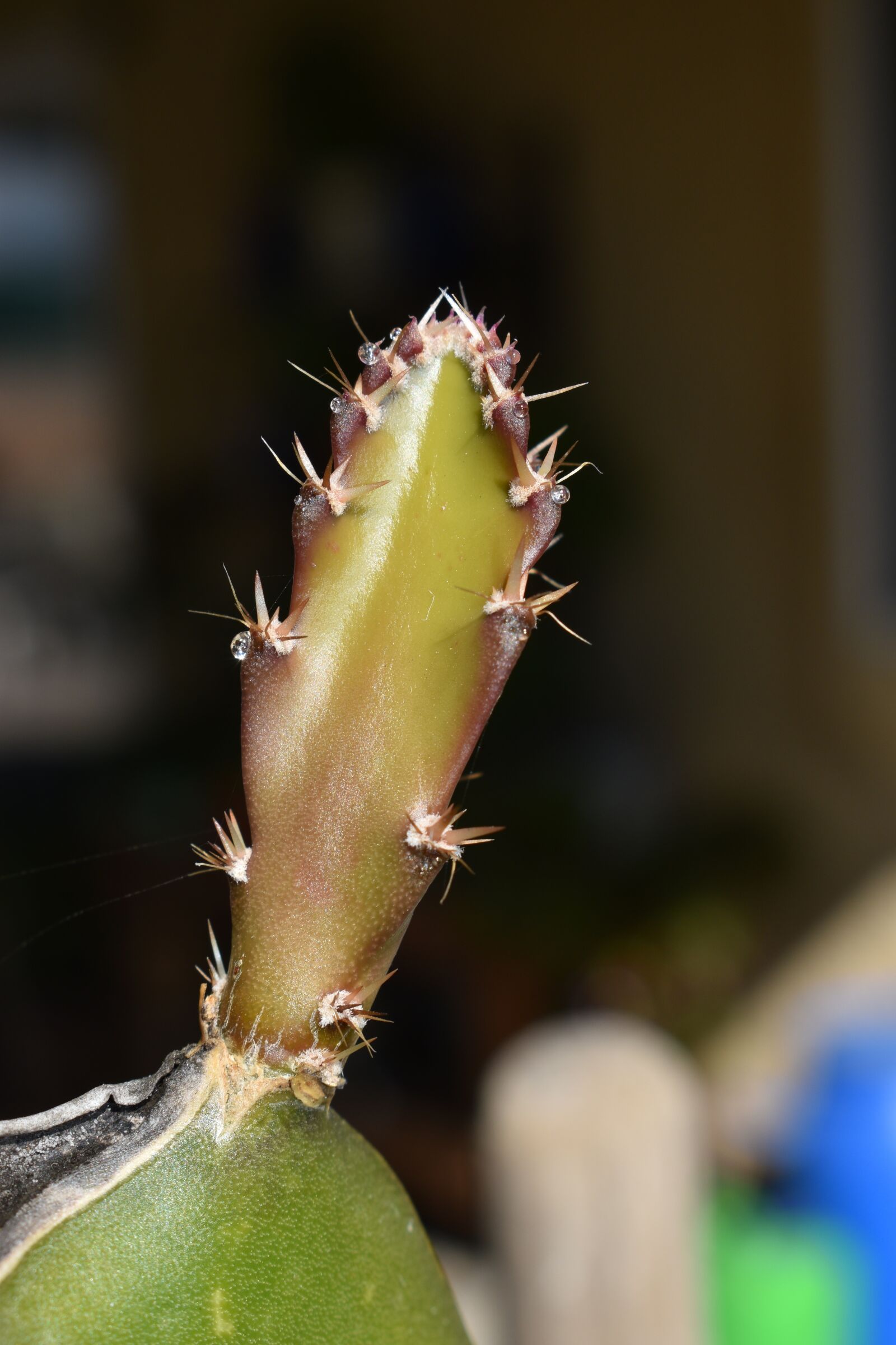 Nikon D3500 sample photo. Dragon fruit, plant, fruit photography
