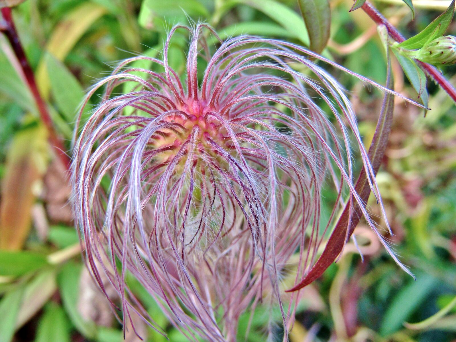 Canon POWERSHOT SX432 IS sample photo. Clematis, faded, seeds photography
