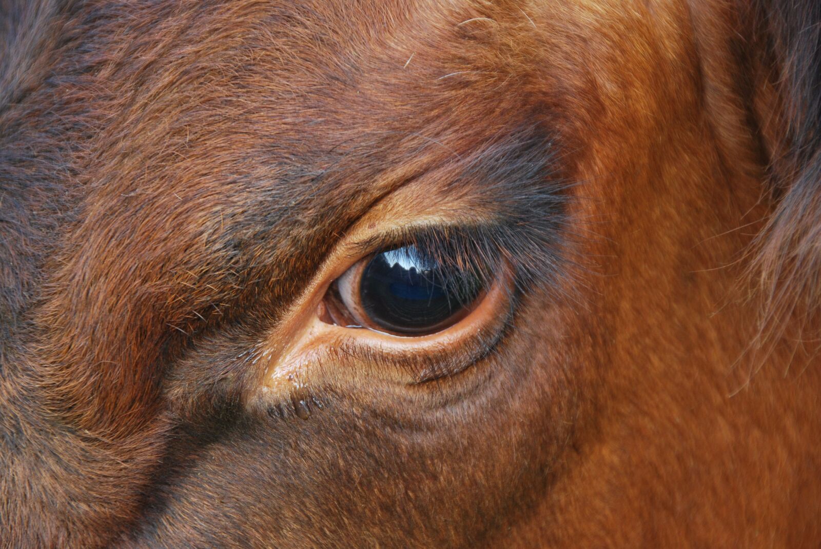 Nikon D60 sample photo. Emotion, nature, animal photography