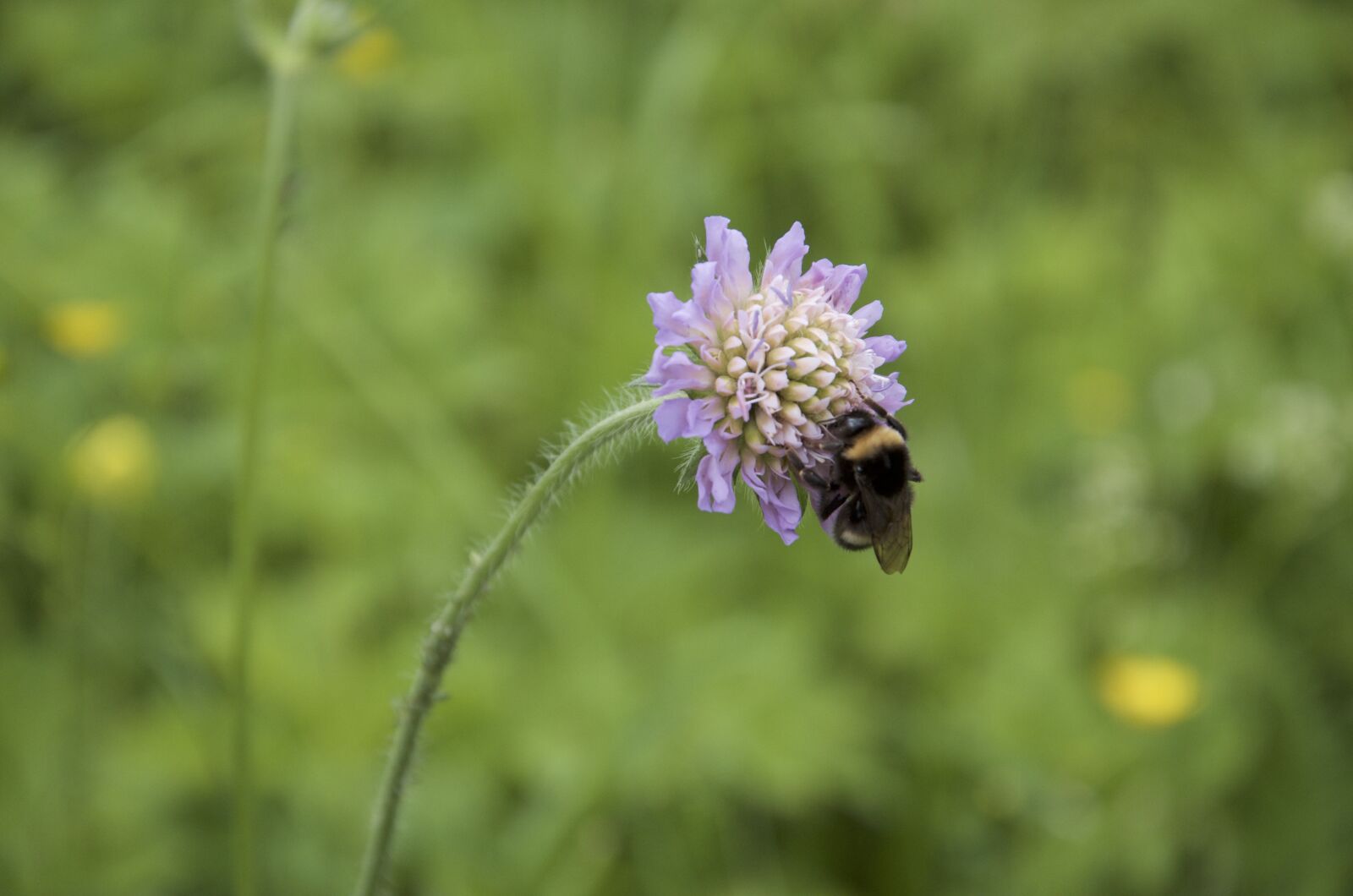 Nikon D7000 sample photo. Bumblebee, thistle, nature photography