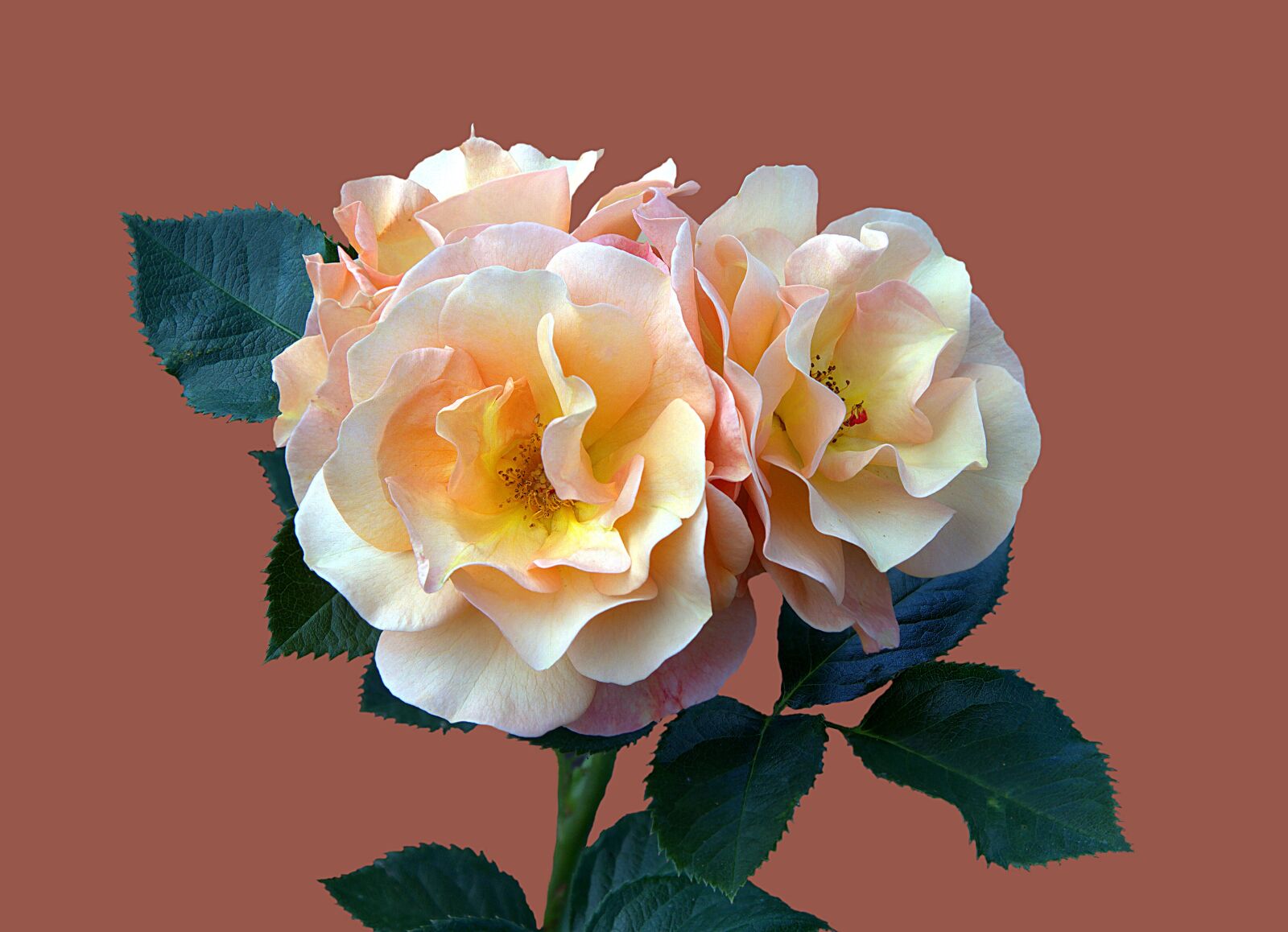 Canon EOS 7D sample photo. Bad kissingen, rose garden photography