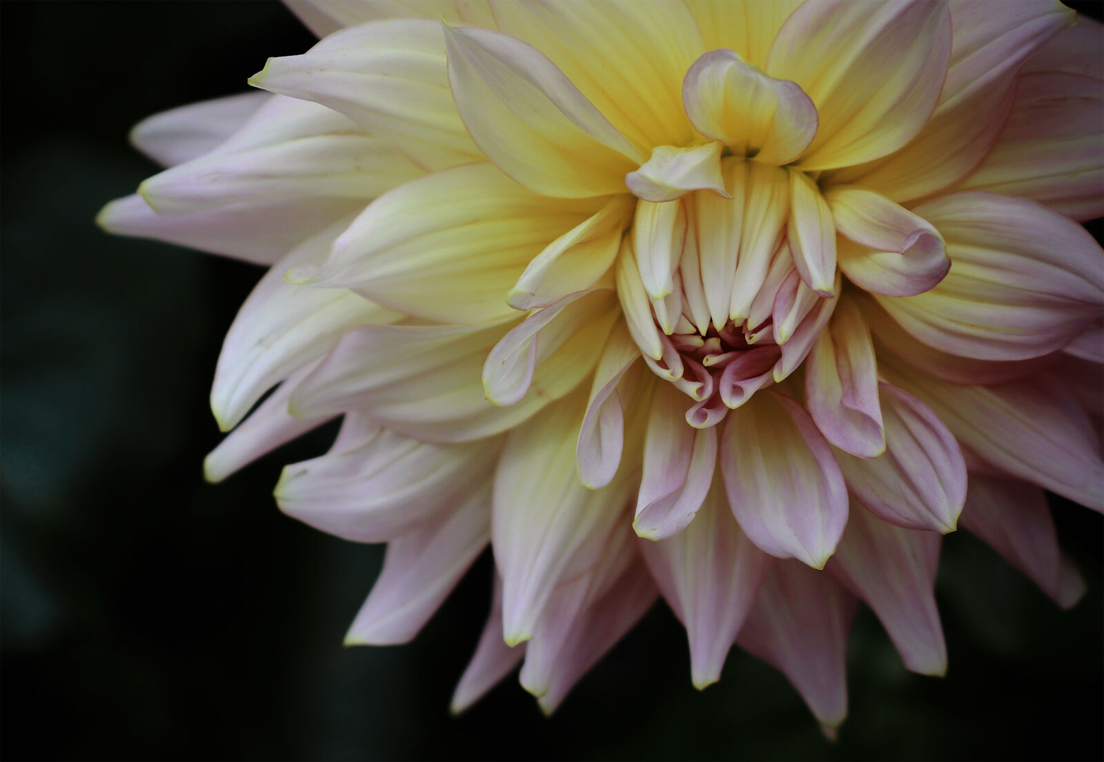 Canon EOS 700D (EOS Rebel T5i / EOS Kiss X7i) sample photo. Big, chrysanthemum, chrysanthemum, chrysanthemum photography
