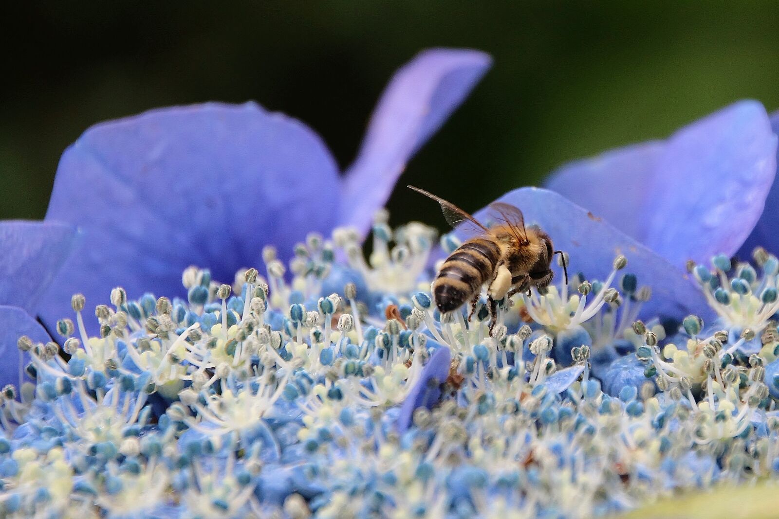 Canon EOS 700D (EOS Rebel T5i / EOS Kiss X7i) sample photo. Flower, hydrangea, bee photography