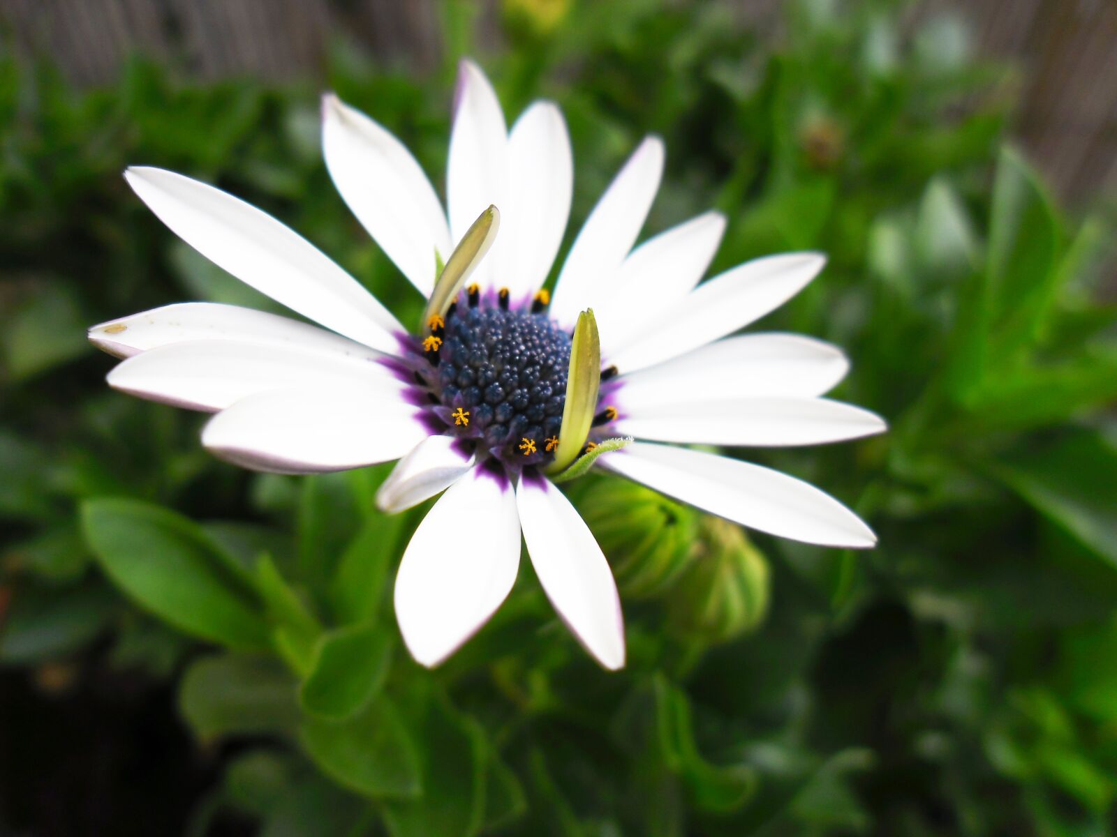 Samsung ES80/ ES81 sample photo. Spanish margriet, flowers, toxic photography