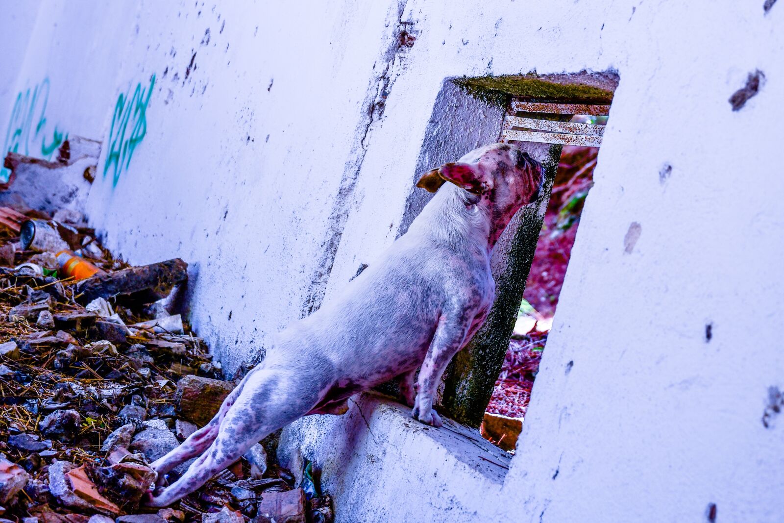 Nikon D500 sample photo. French bulldog, grunge, bulldog photography