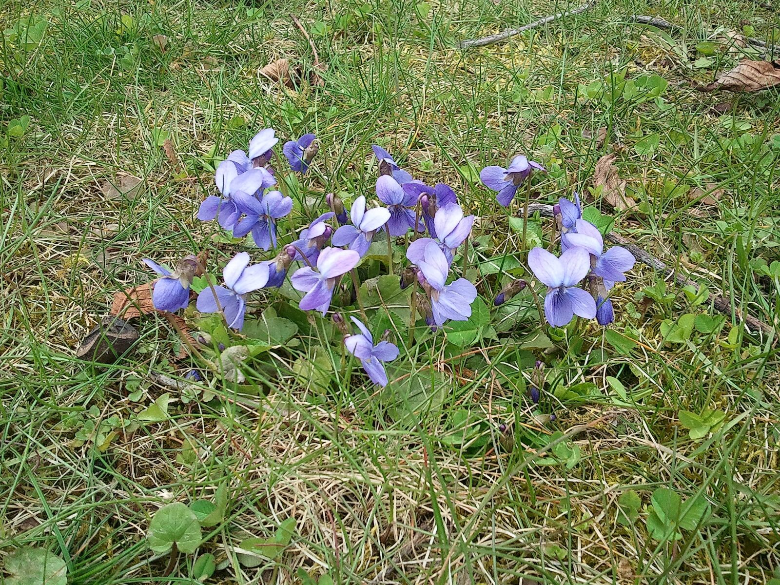 Samsung GT-S8500 sample photo. Violet, flower, spring photography