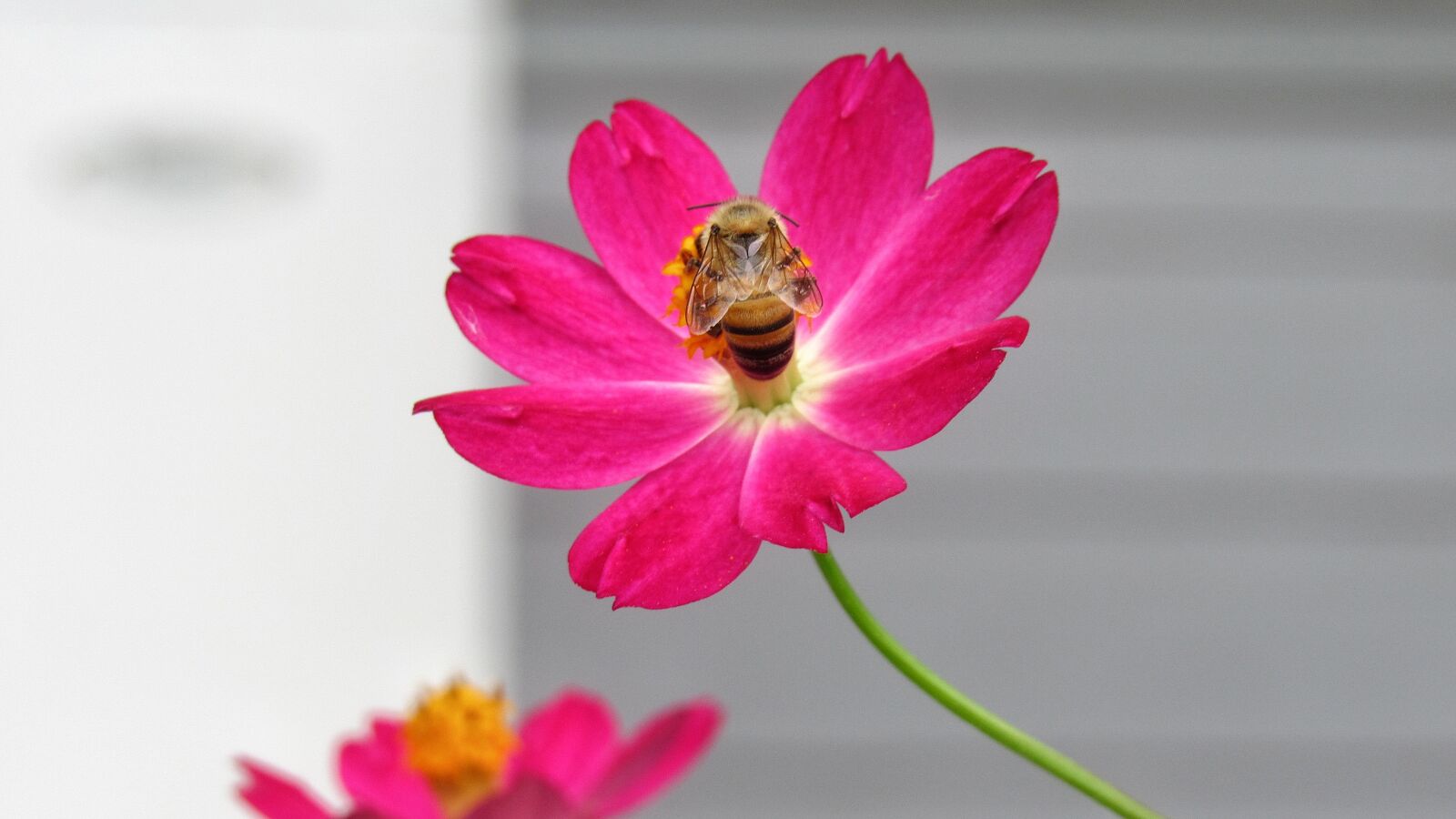 Canon PowerShot SX530 HS sample photo. Nature, flower, bee photography