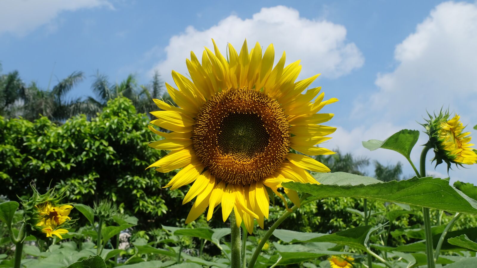 Fujifilm X-A1 sample photo. Sunflower, flower photography