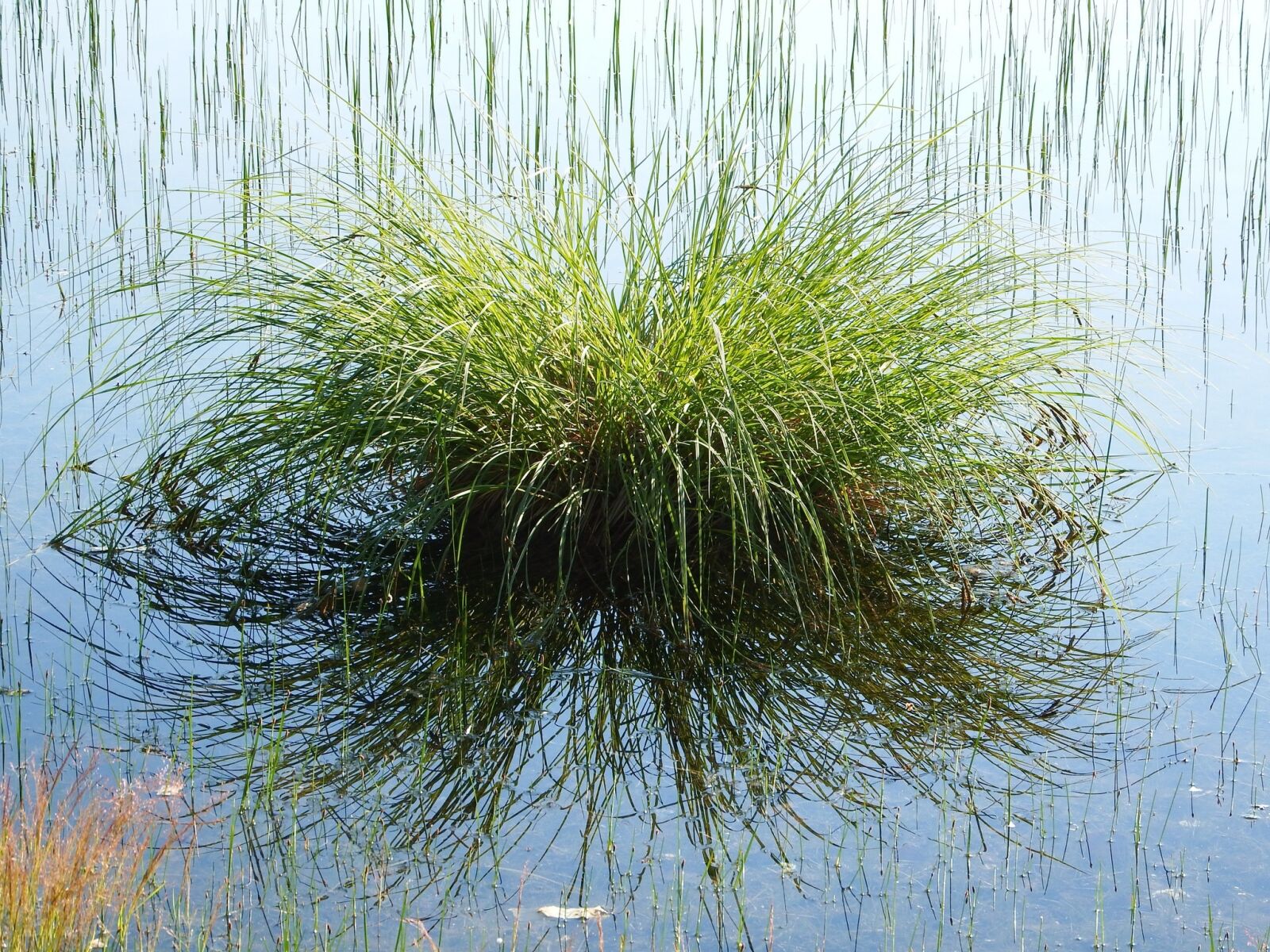 Fujifilm FinePix S1 sample photo. Forest lake, reflection, summer photography