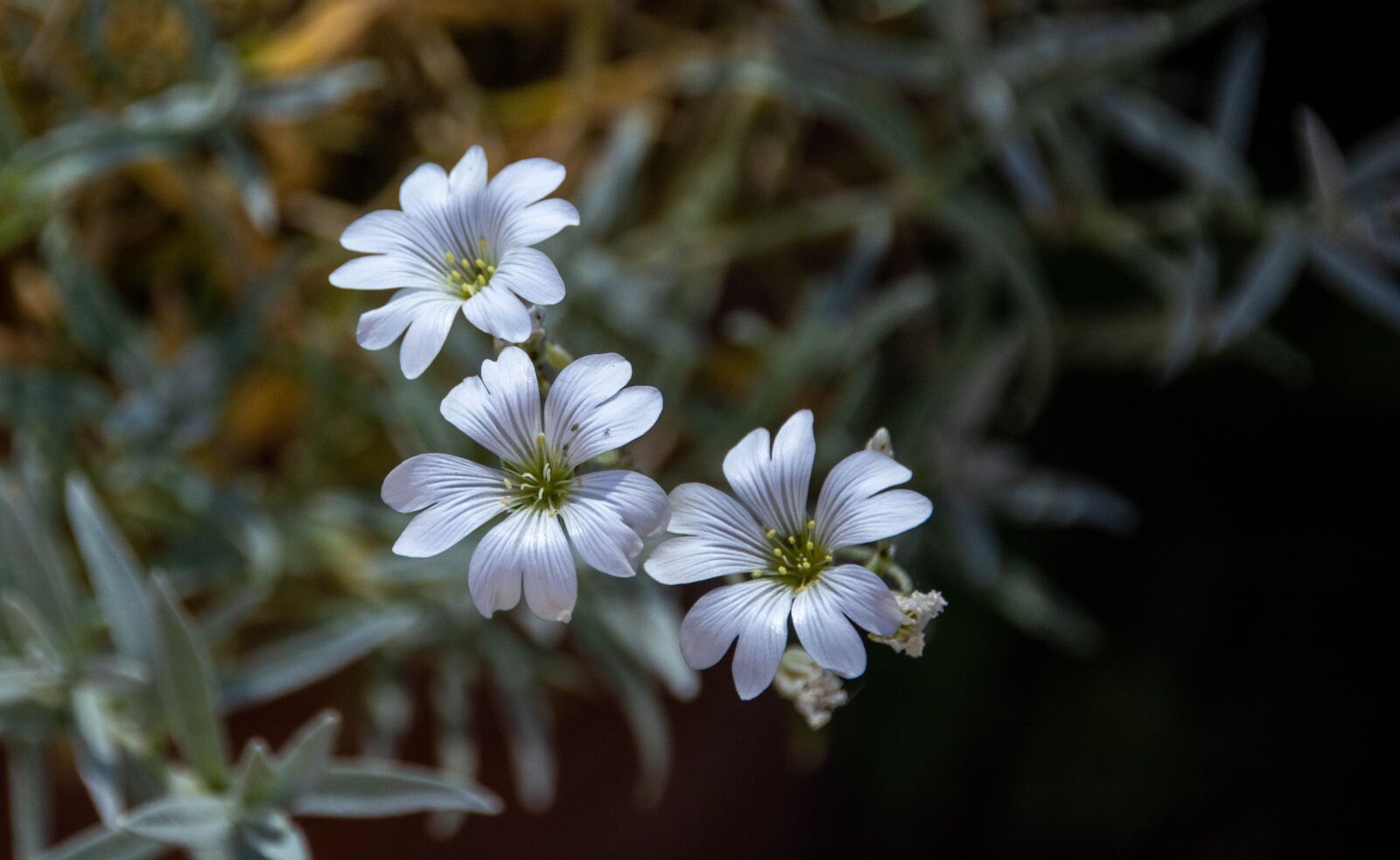 Tamron 18-270mm F3.5-6.3 Di II VC PZD sample photo. Flowers, white, garden photography